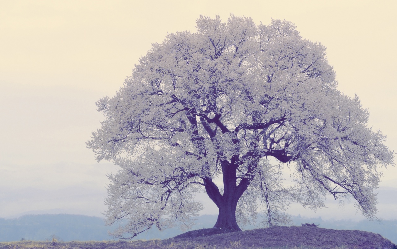 White Tree Wallpapers