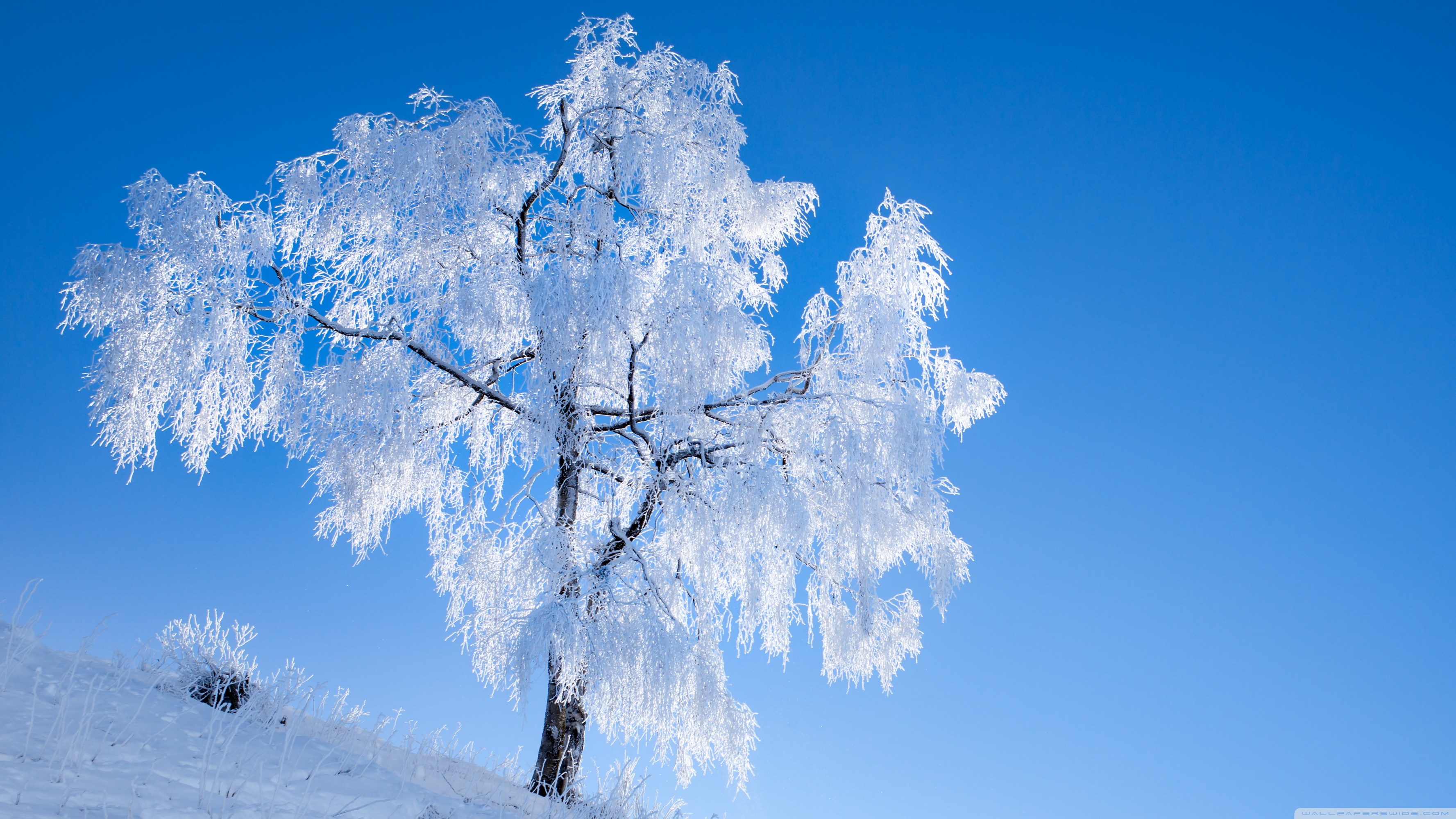 White Tree Wallpapers