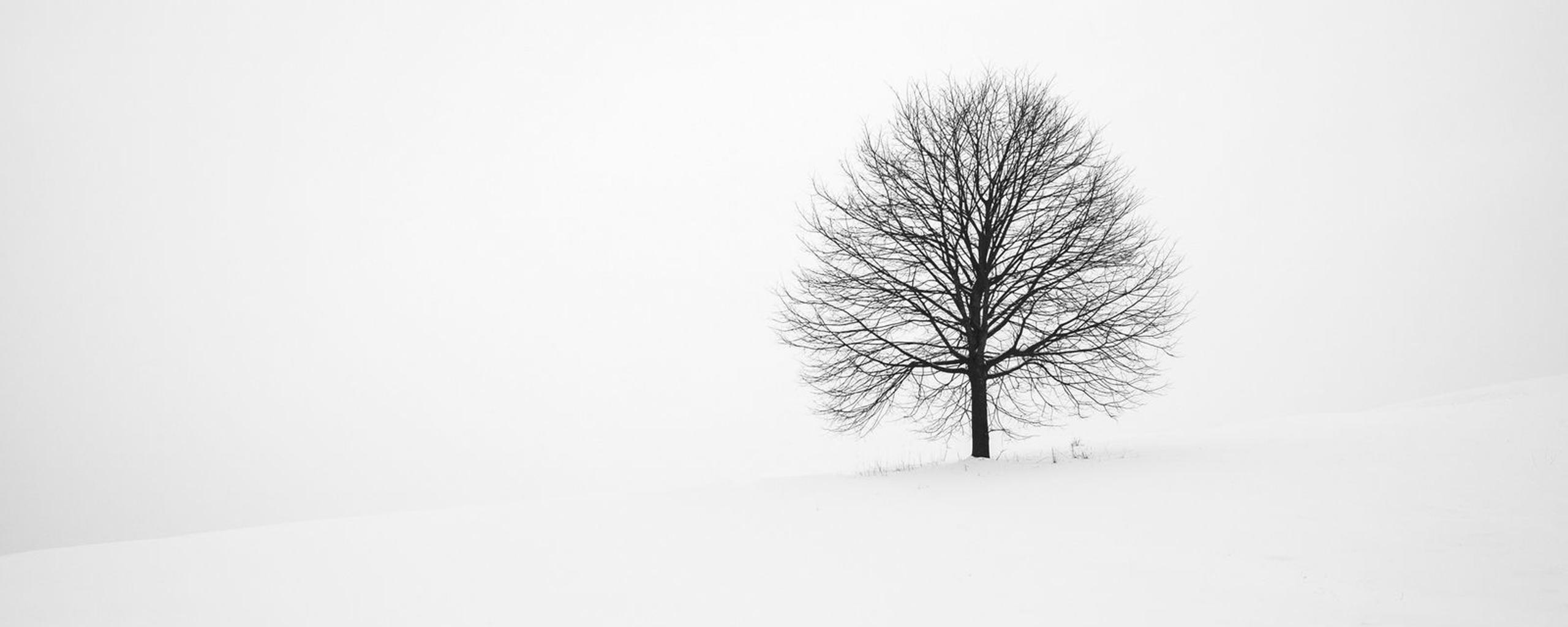 White Tree Wallpapers