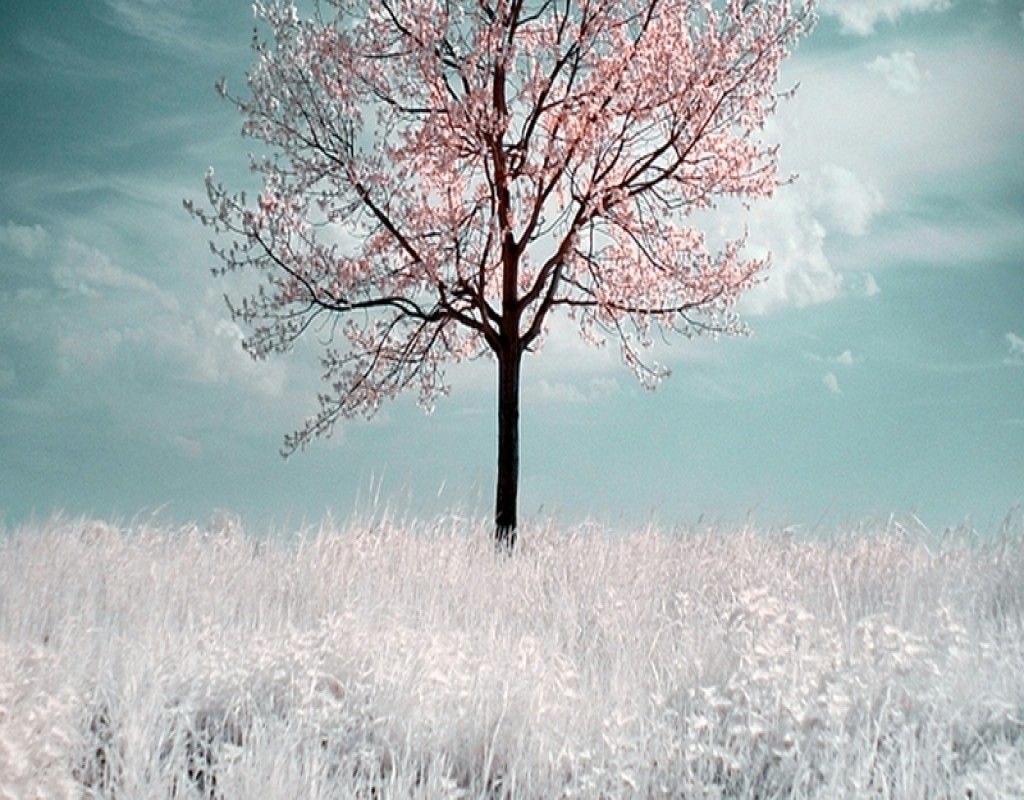 White Tree Wallpapers