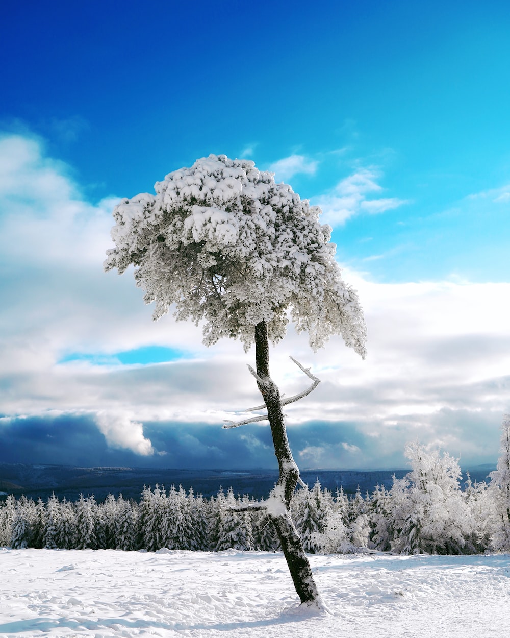 White Tree Wallpapers