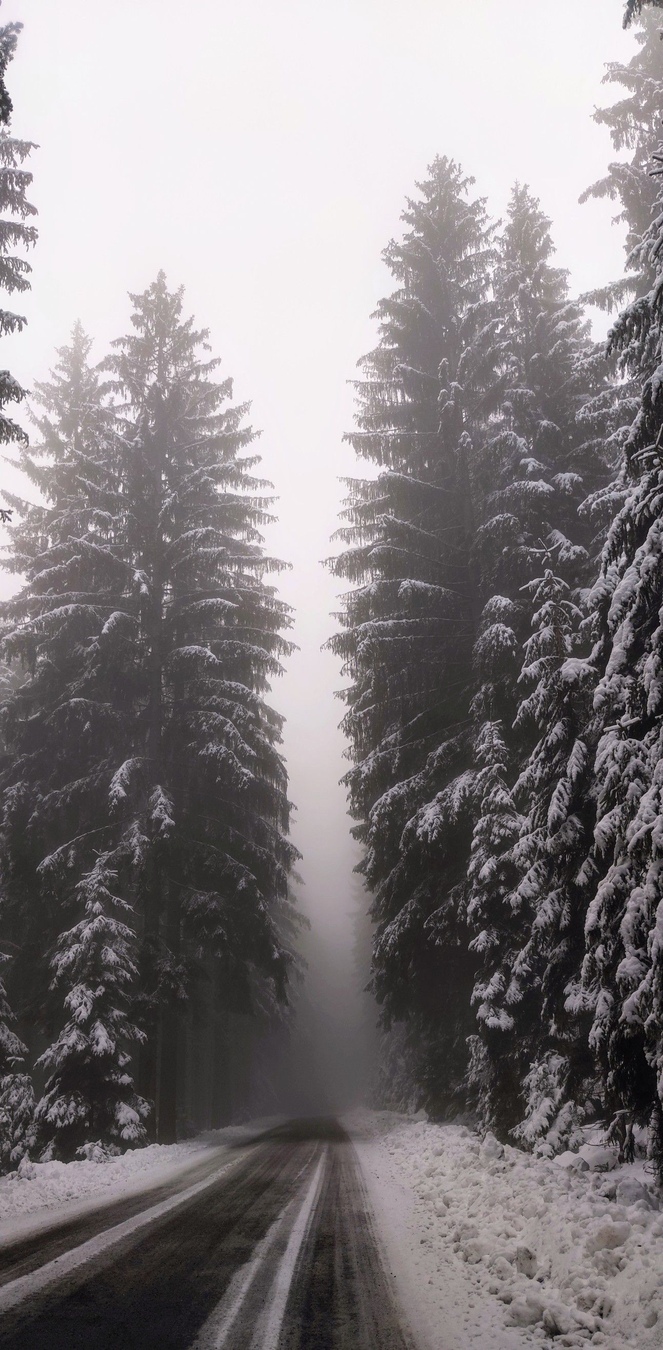 Winter Fog, Snow, Trees And Lake Wallpapers