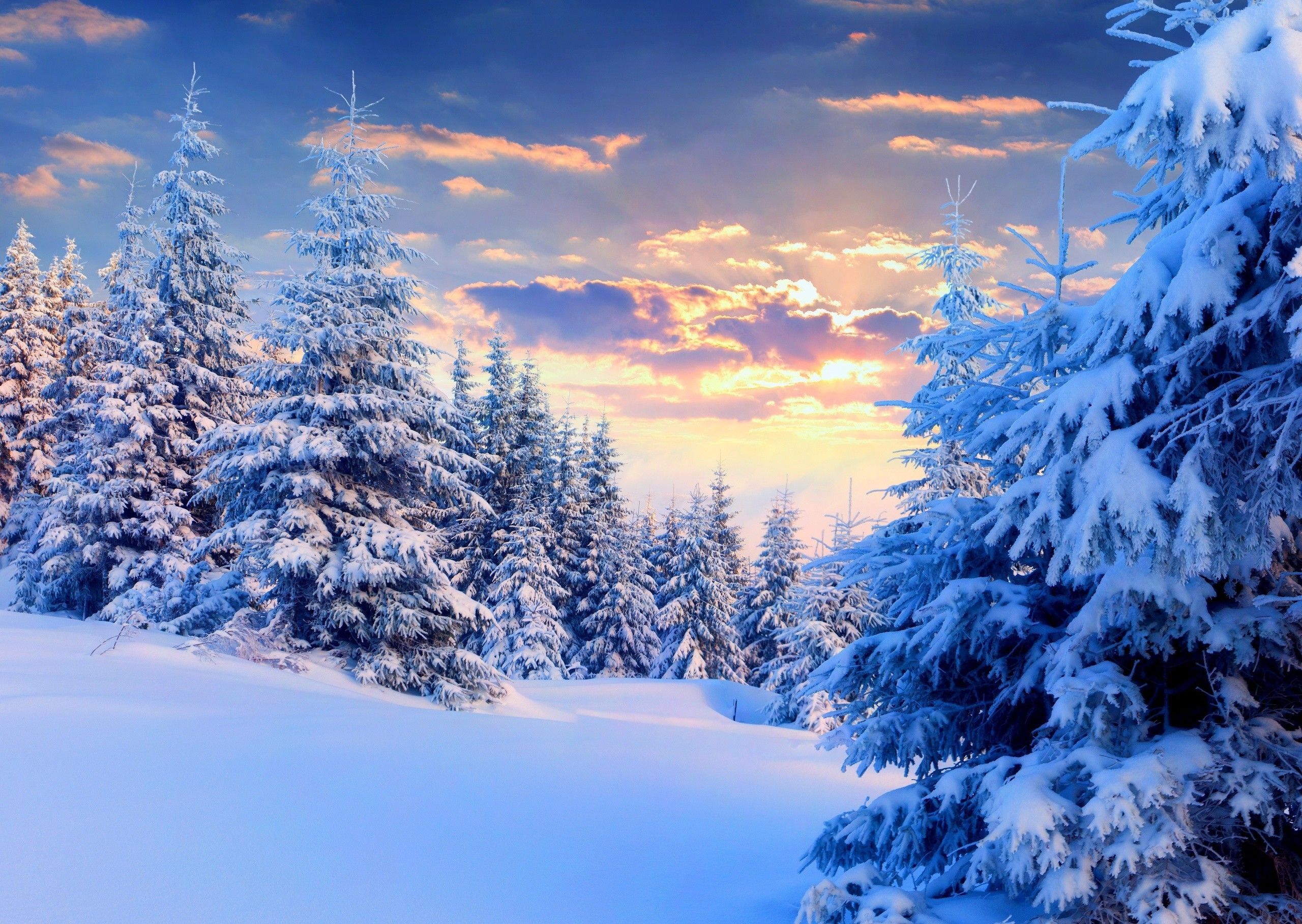 Winter Landscape With Snow Covered Trees Wallpapers