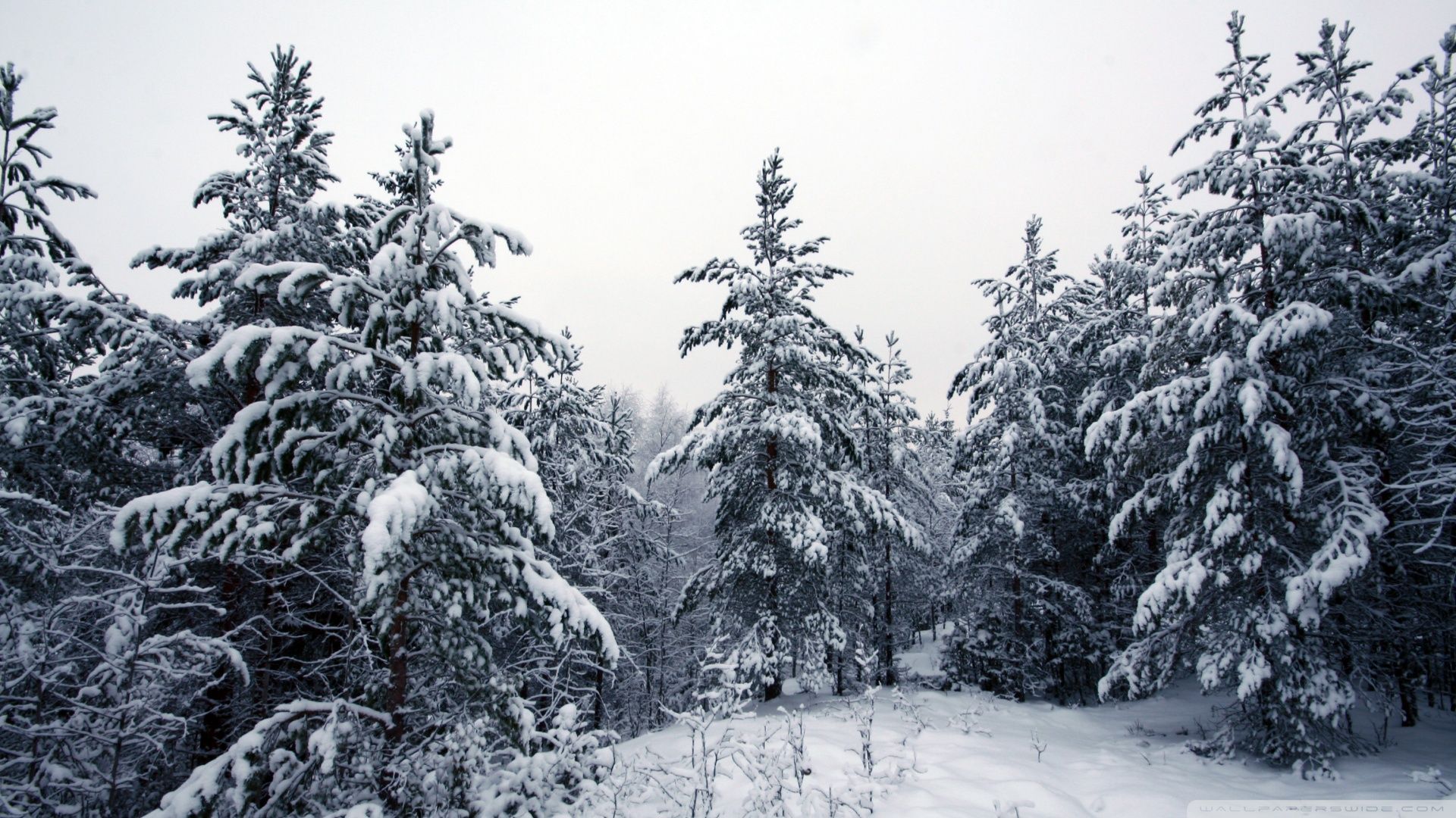 Winter Landscape With Snow Covered Trees Wallpapers