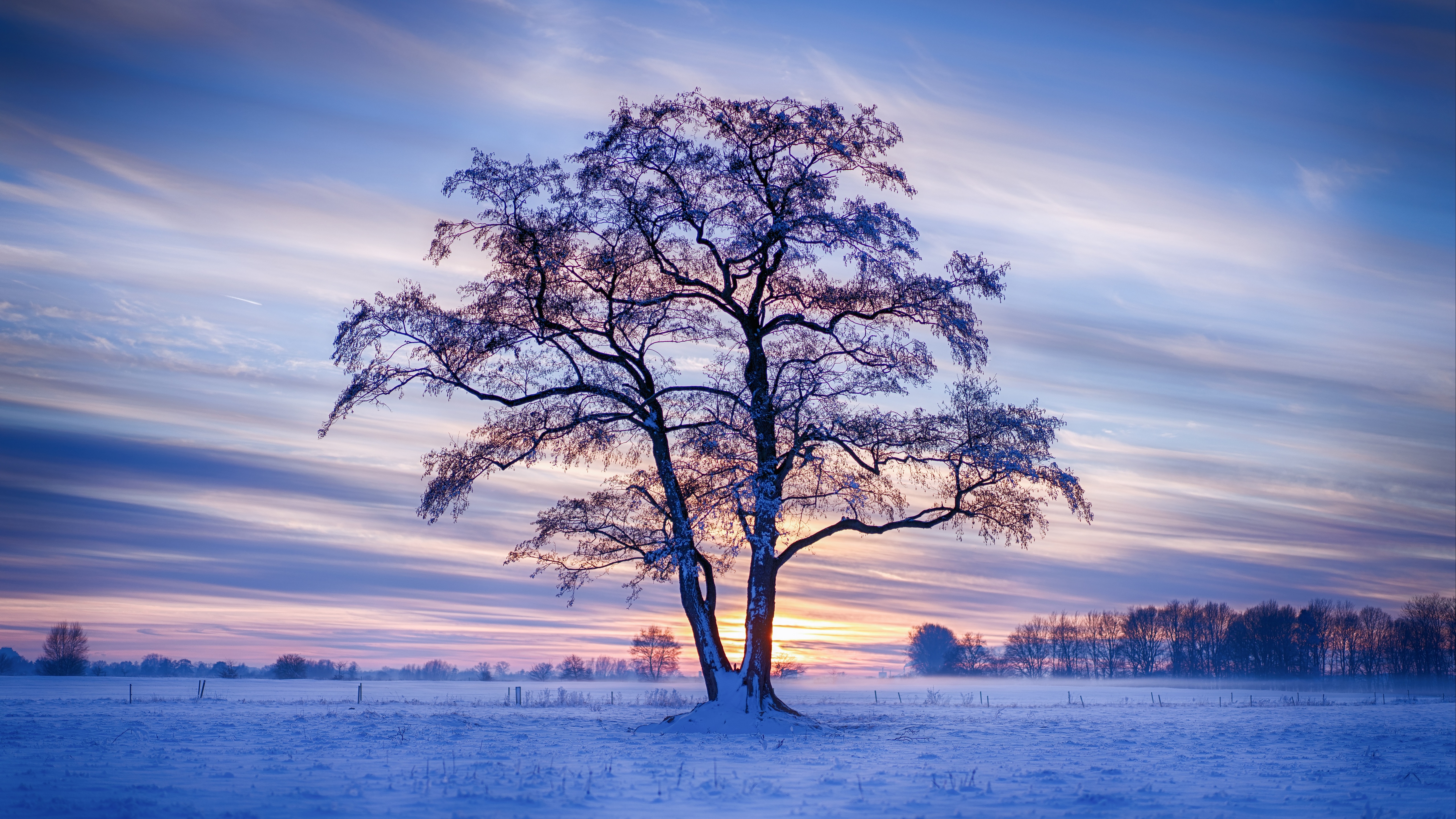 Winter Trees Wallpapers