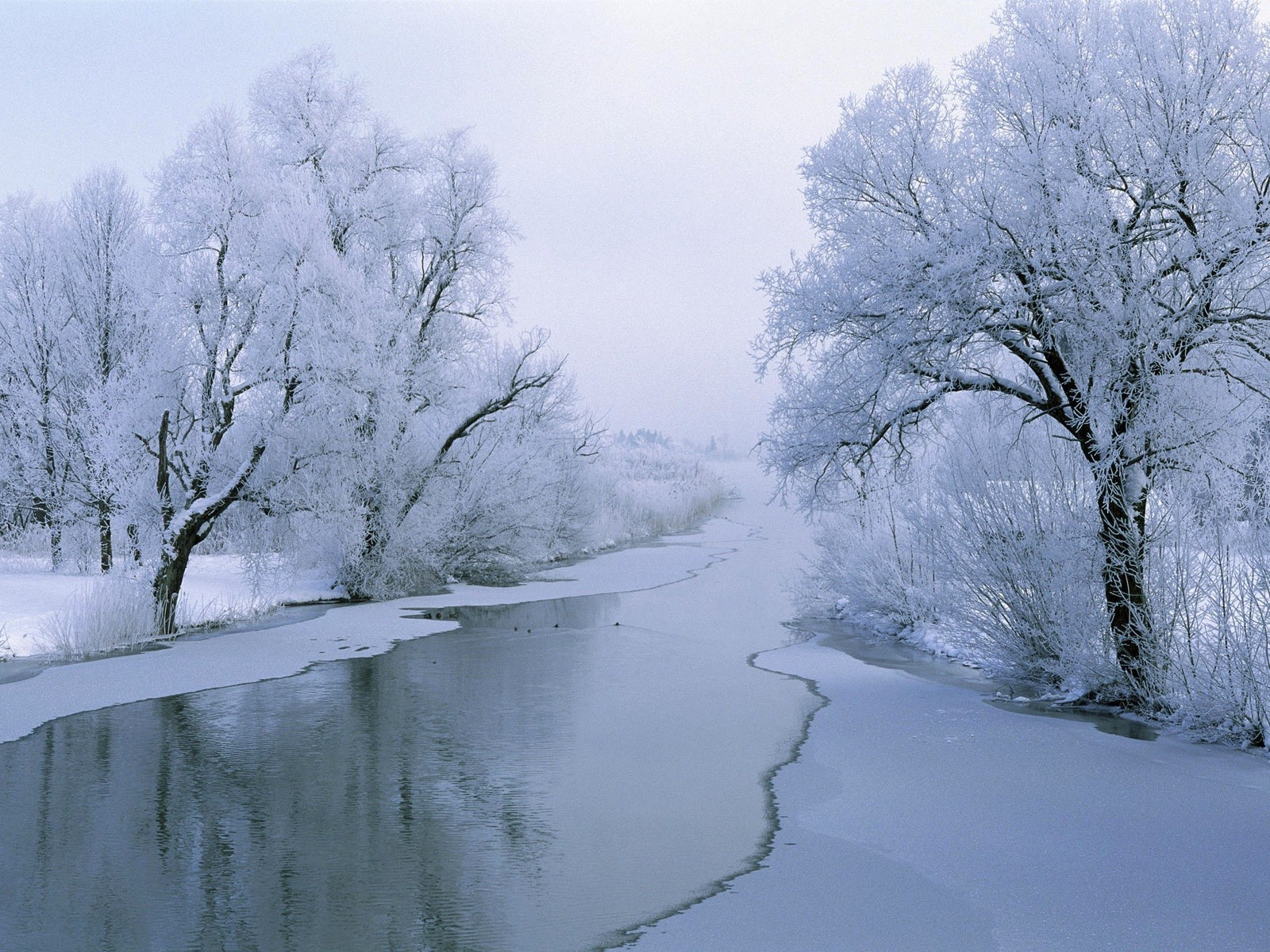 Winter Trees Wallpapers