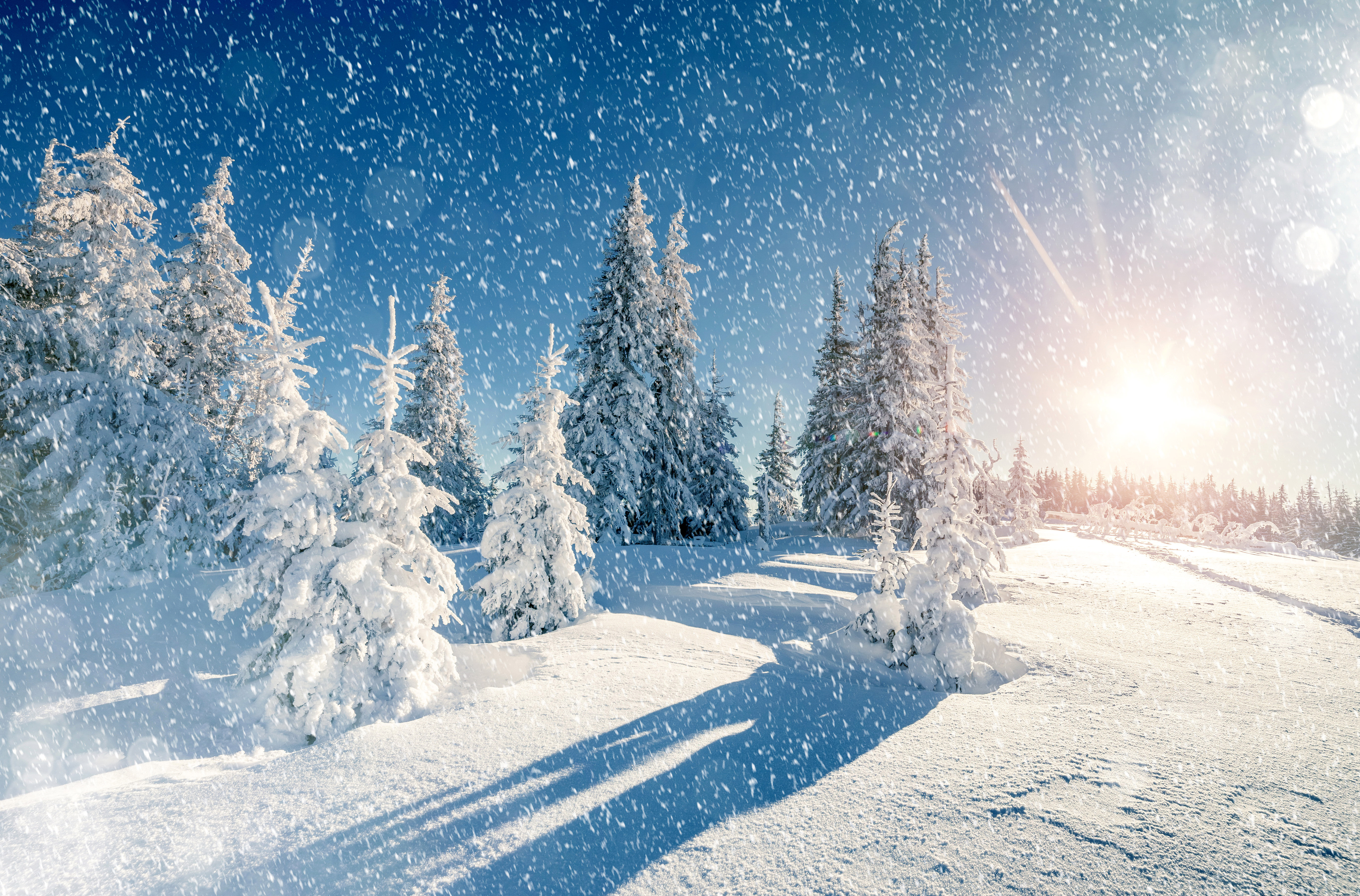 Winter Trees Snow Season Wallpapers