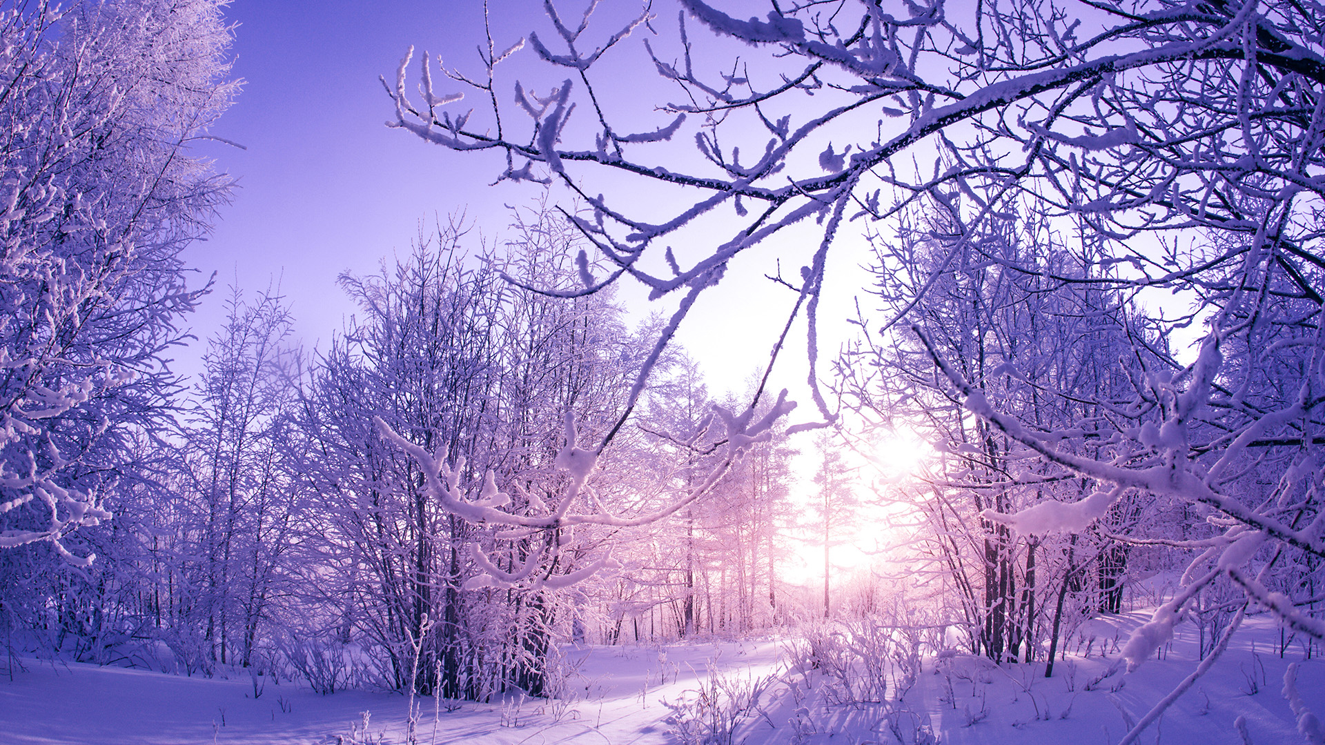 Winter Trees Snow Season Wallpapers