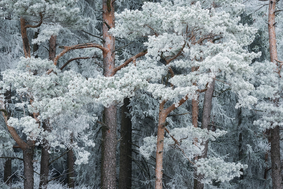 Winter Trees Snow Season Wallpapers