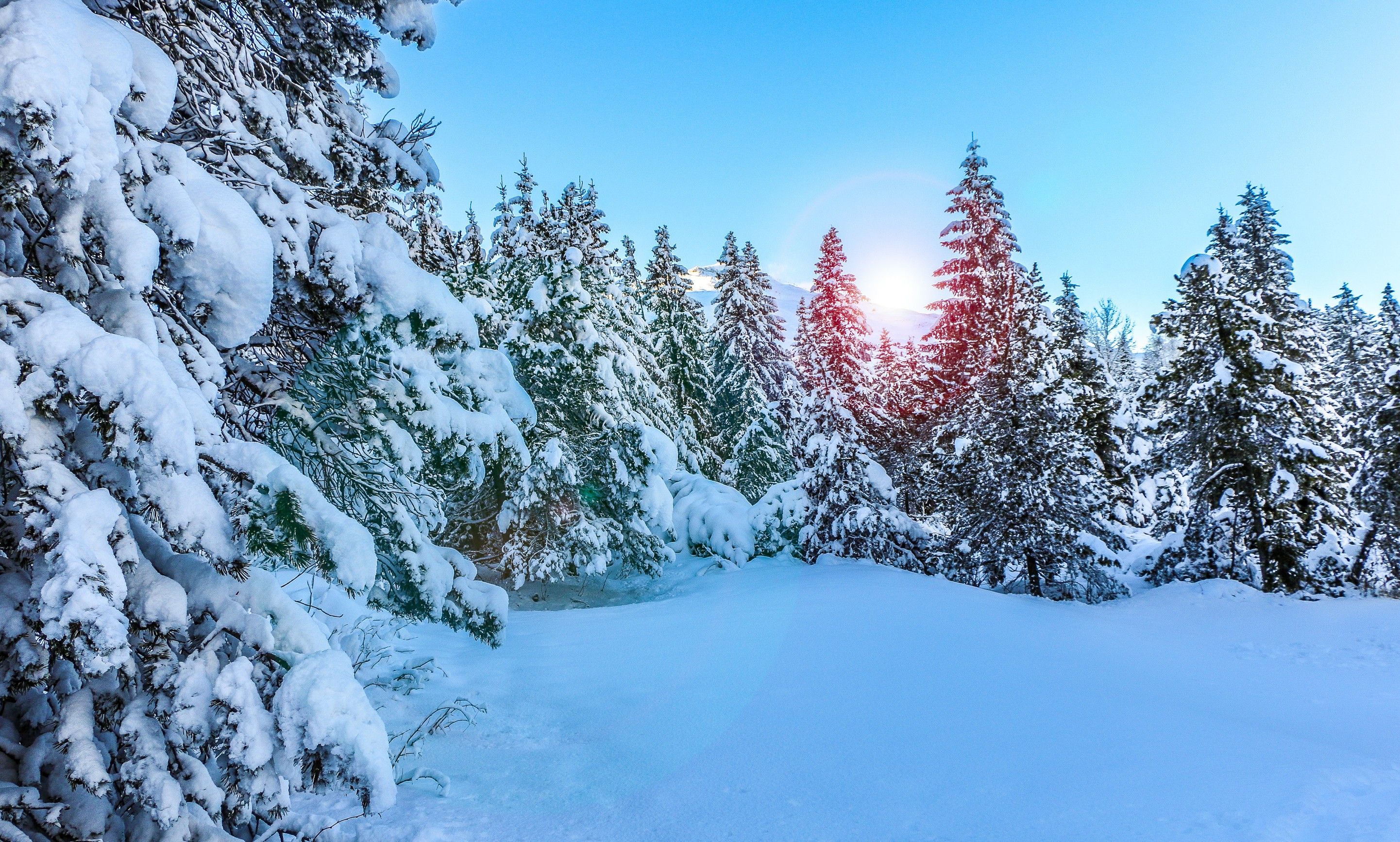 Winter Trees Snow Season Wallpapers