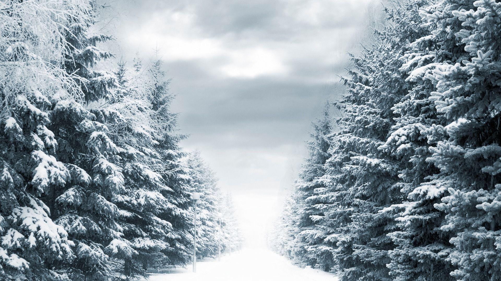 Winter Trees Backgrounds