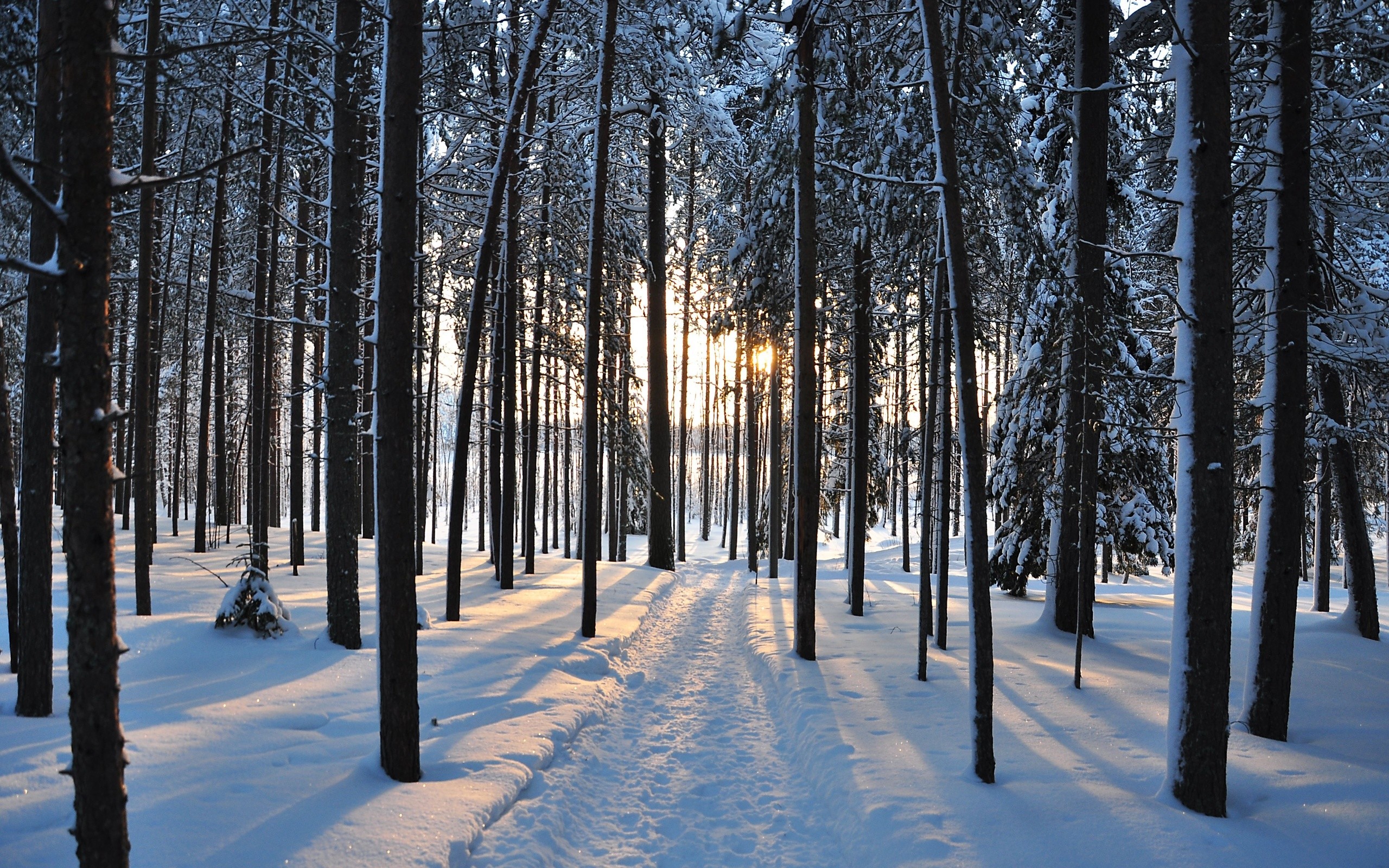 Winter Trees Backgrounds