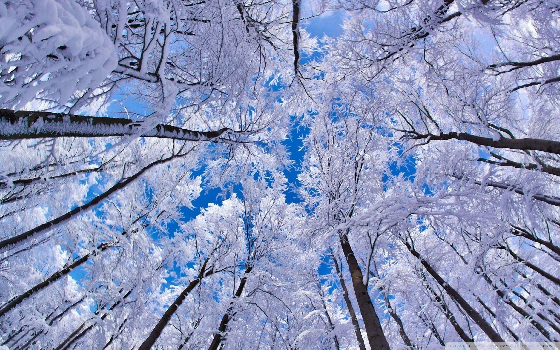 Winter Trees Backgrounds