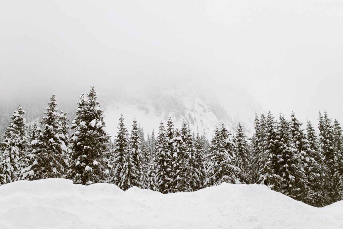 Winter Trees Backgrounds