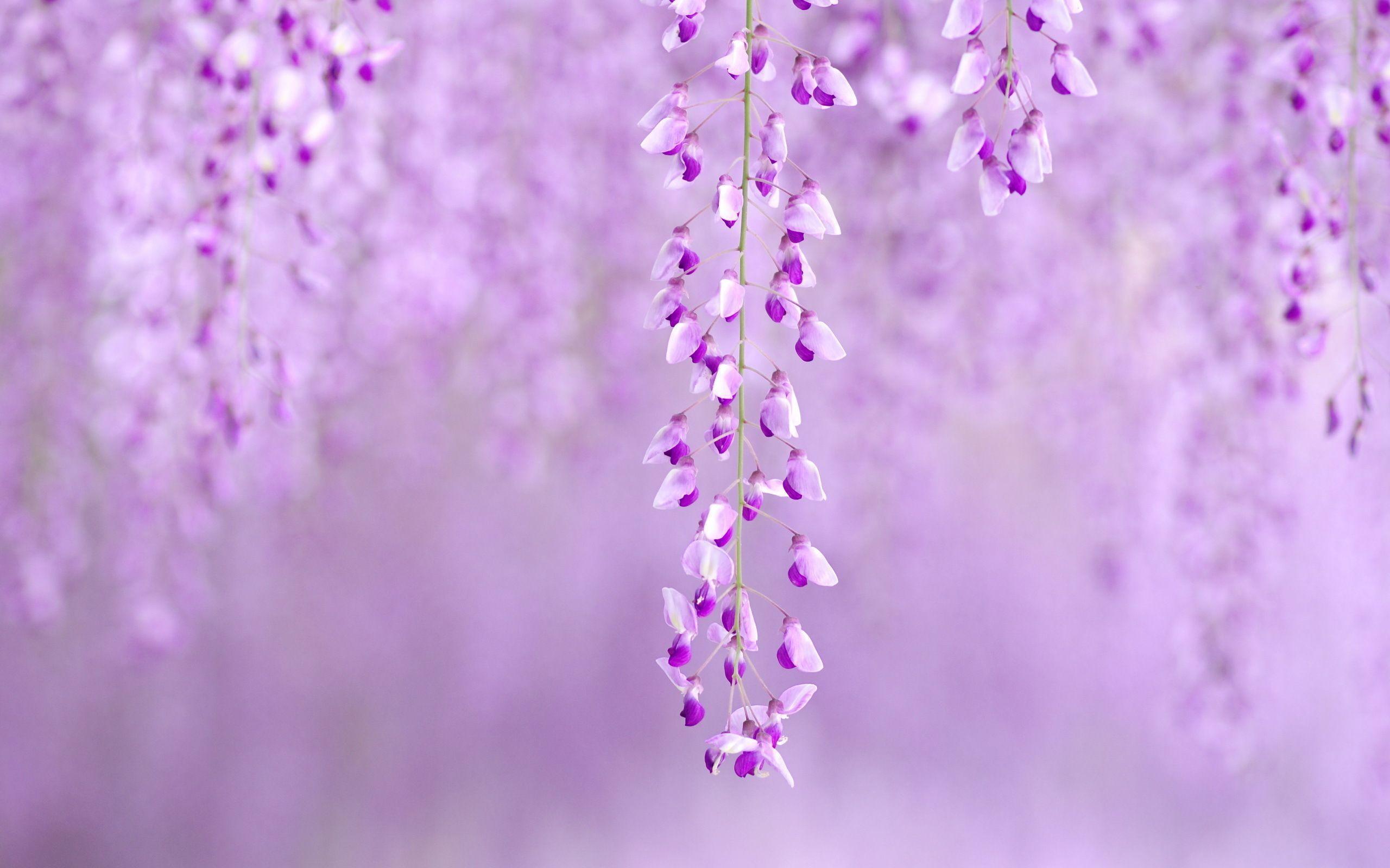 Wisteria Wallpapers