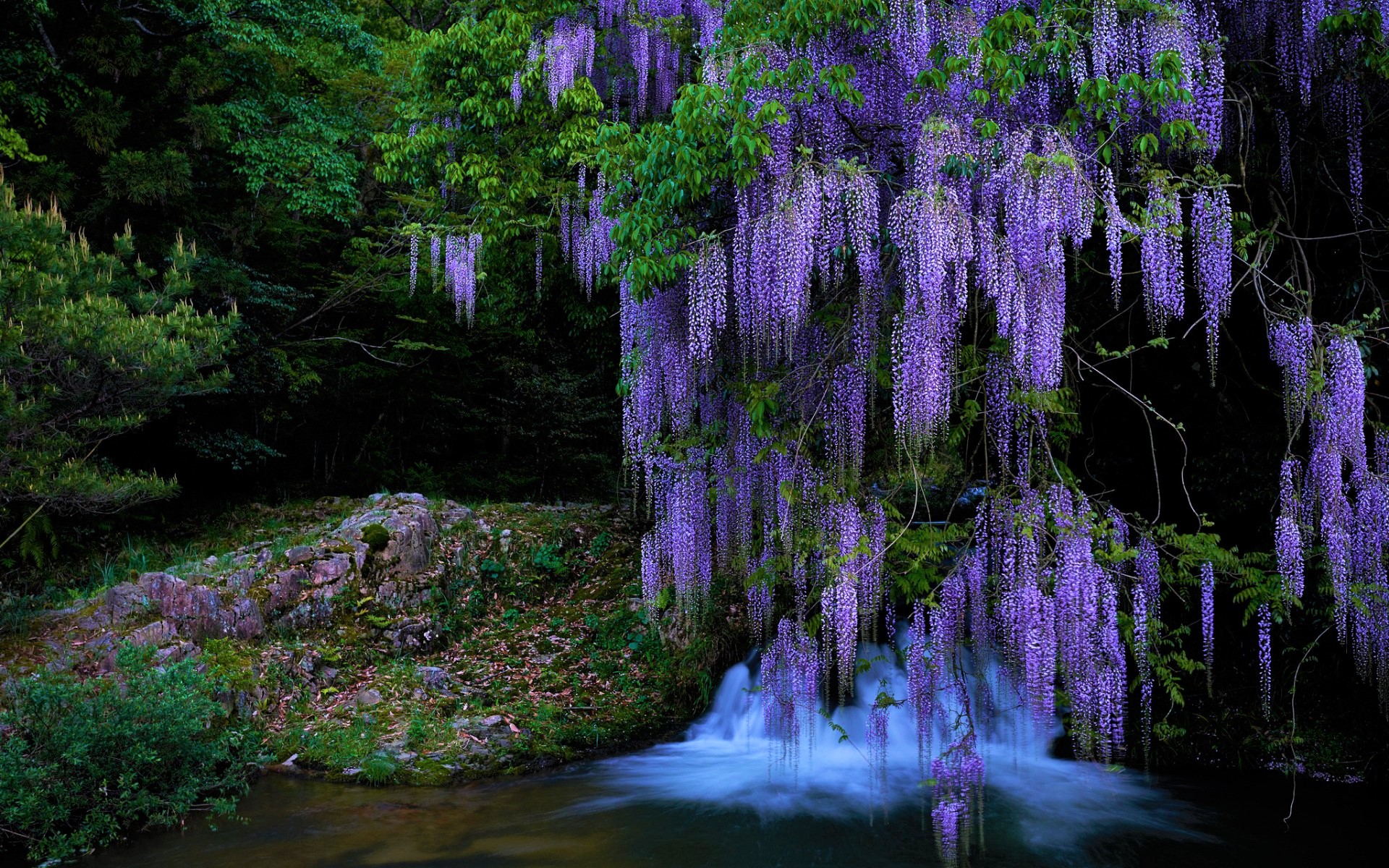 Wisteria Wallpapers