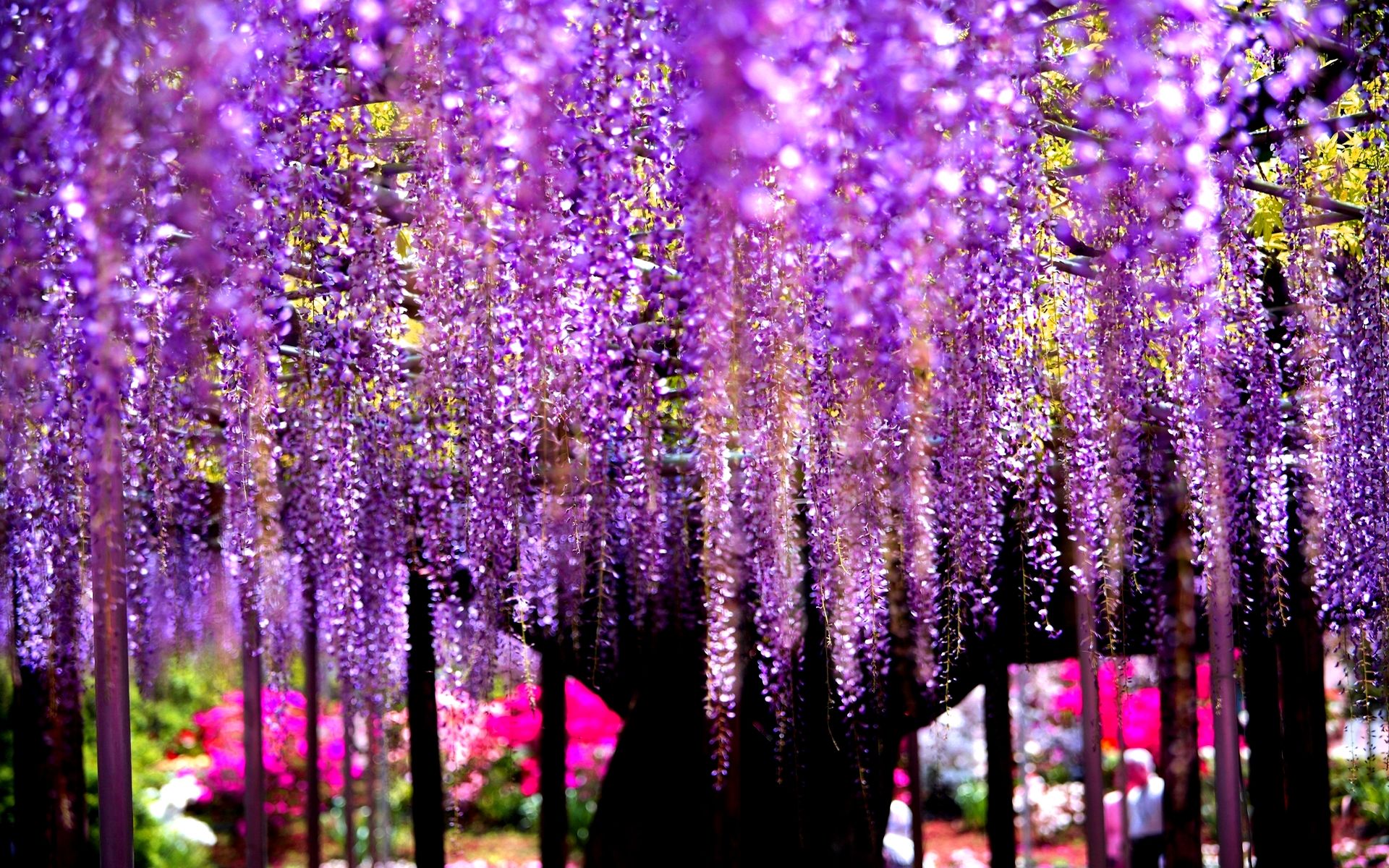 Wisteria Wallpapers