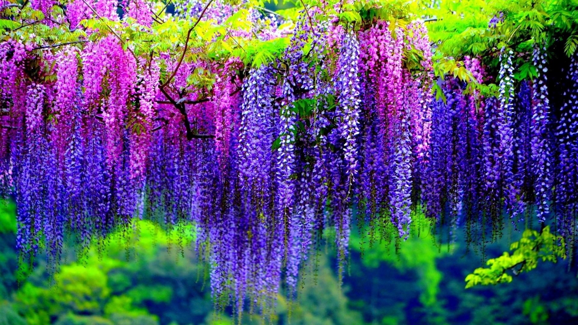 Wisteria Wallpapers