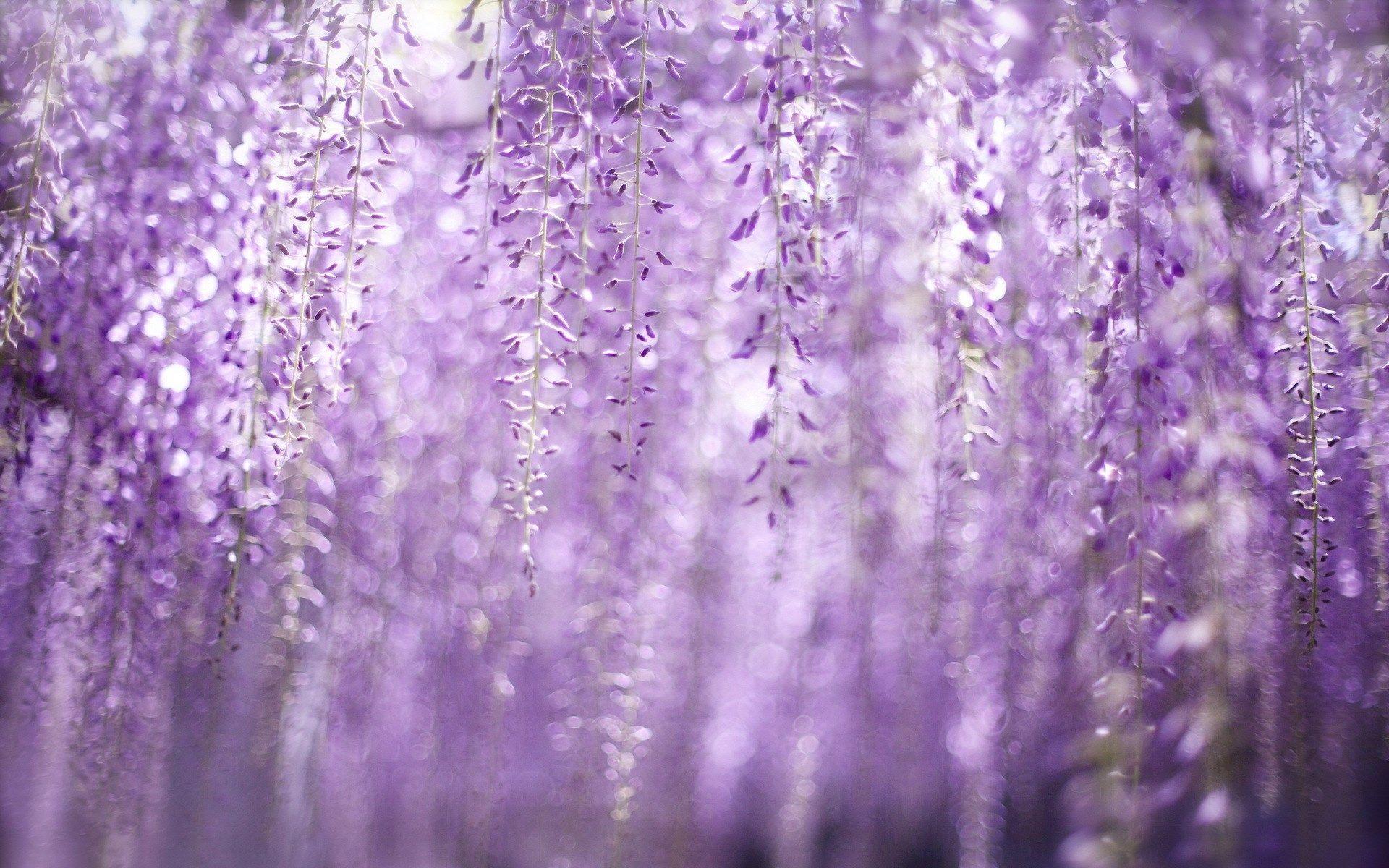 Wisteria Wallpapers