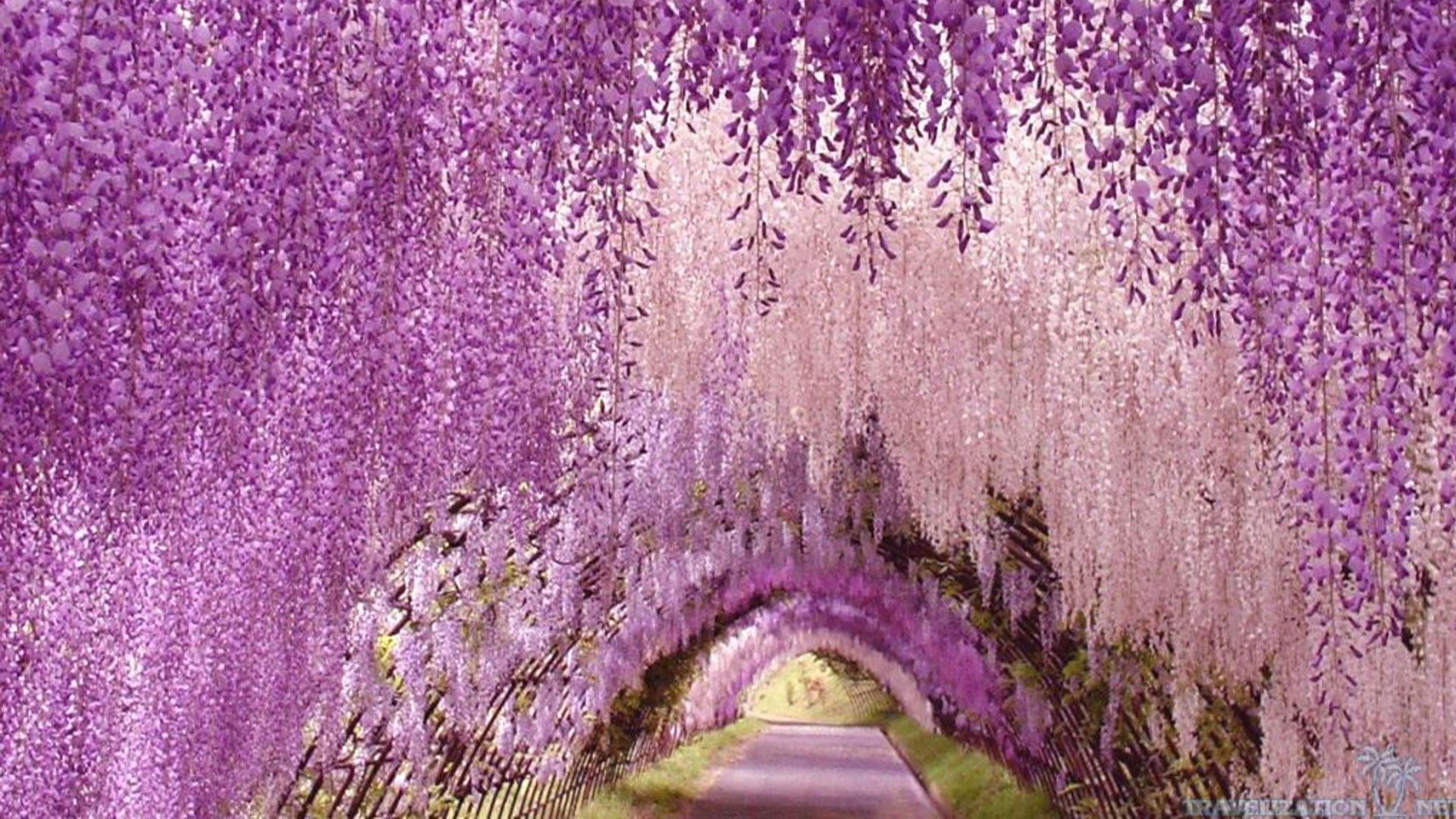 Wisteria Wallpapers