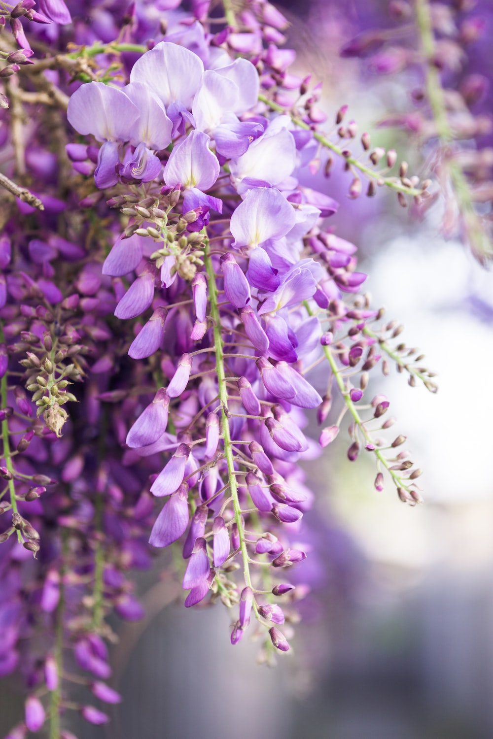 Wisteria Wallpapers