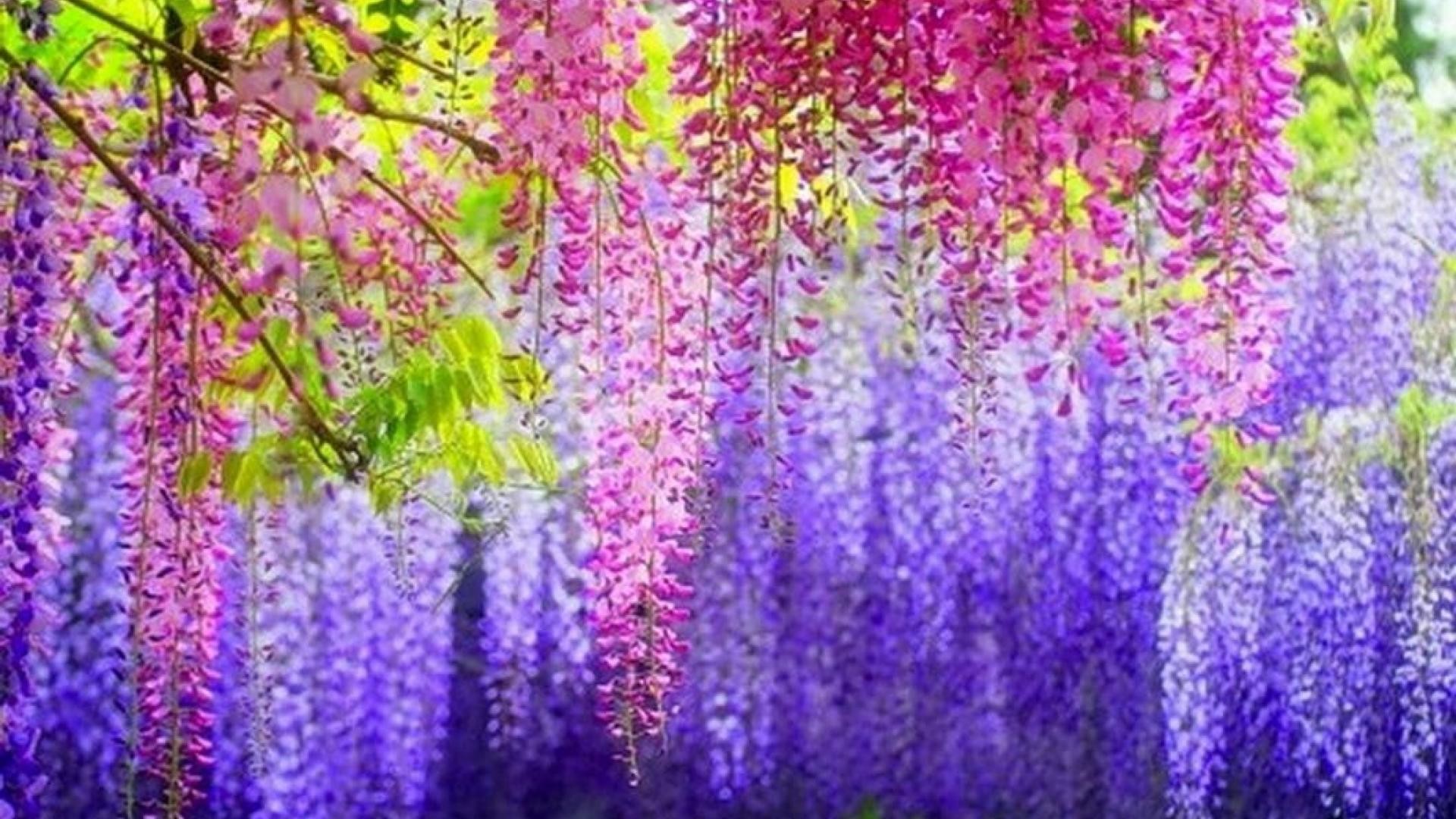 Wisteria Wallpapers