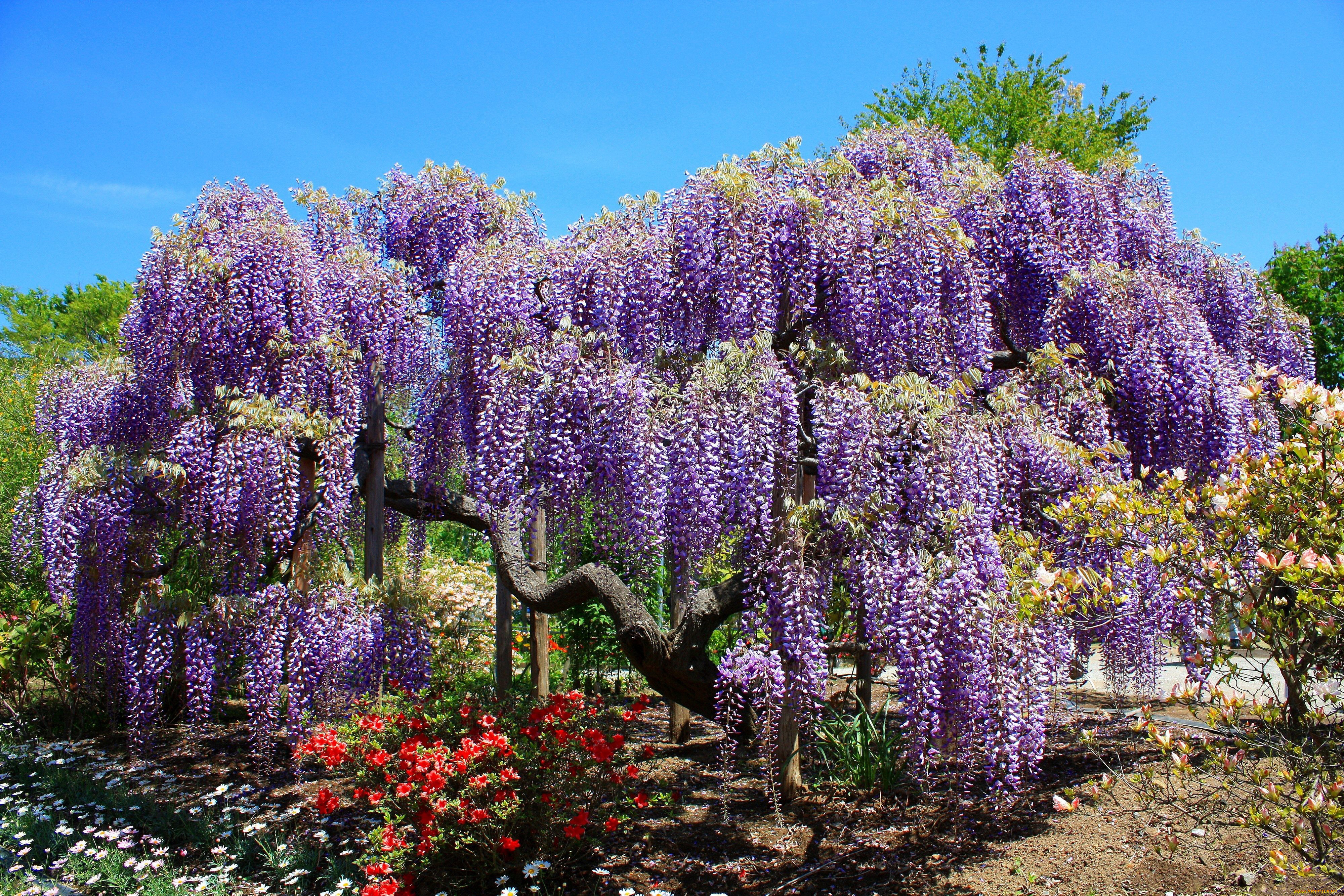 Wisteria Wallpapers