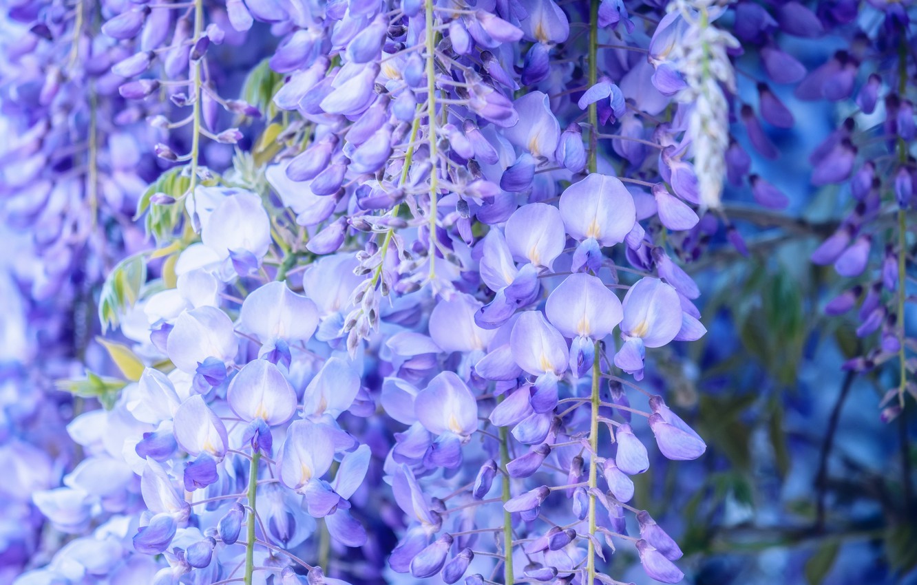 Wisteria Wallpapers