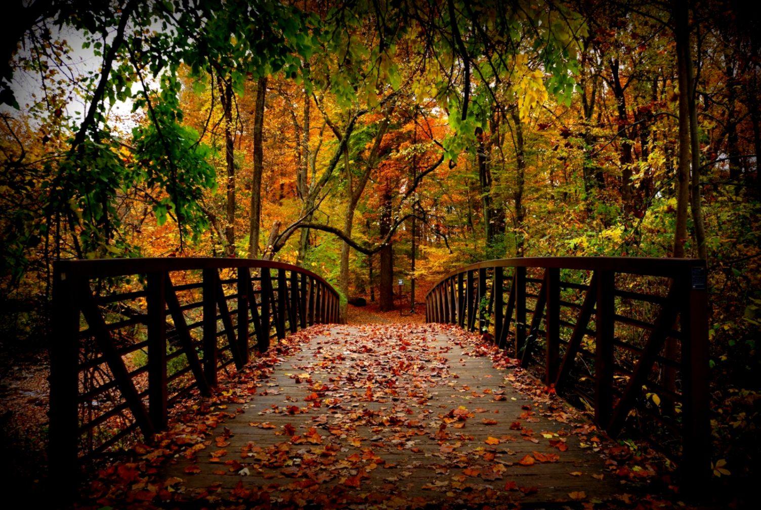 Wood Bridge Forest In Fall Wallpapers