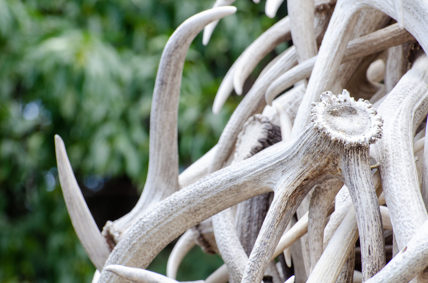 Antler Arch Wallpapers