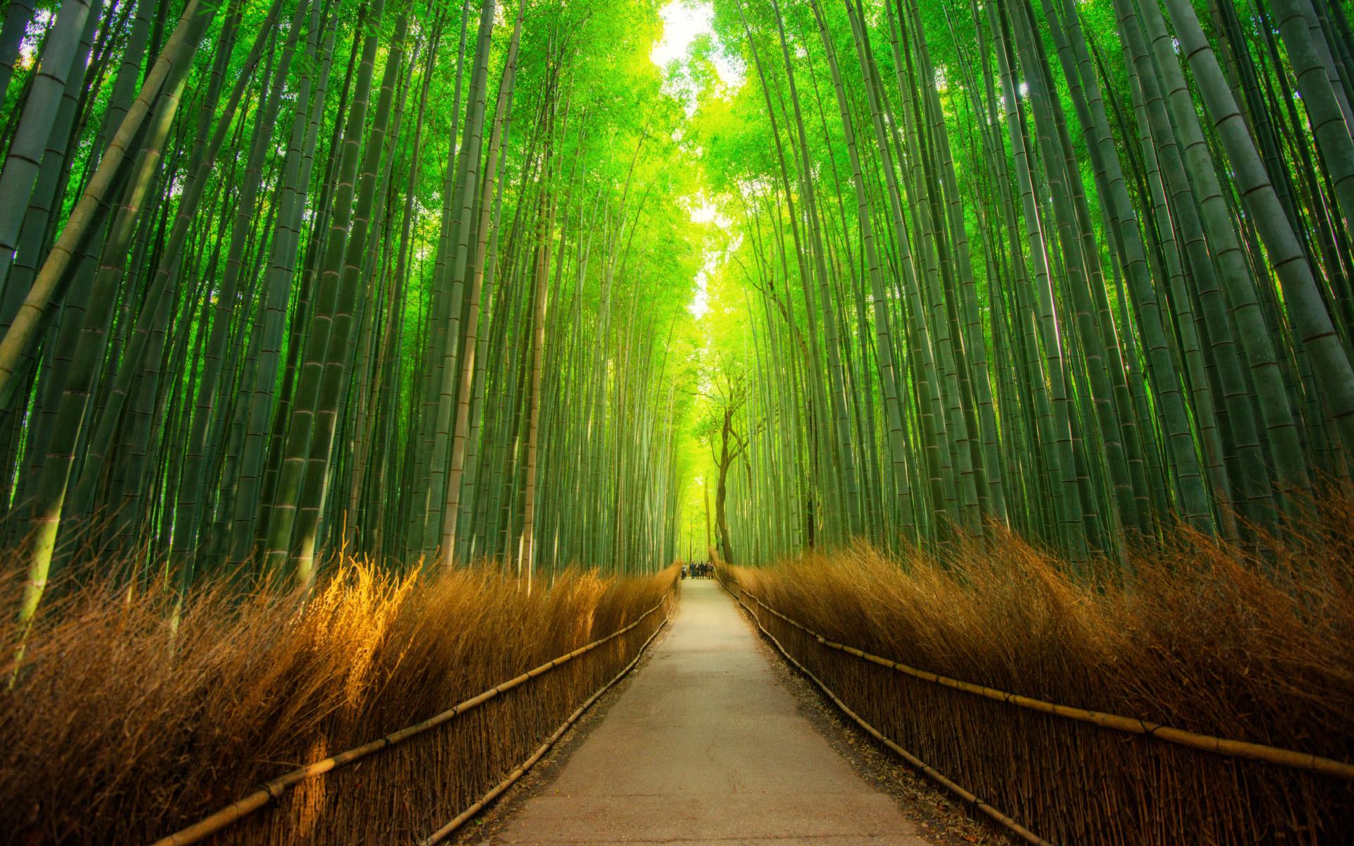 Arashiyama Wallpapers