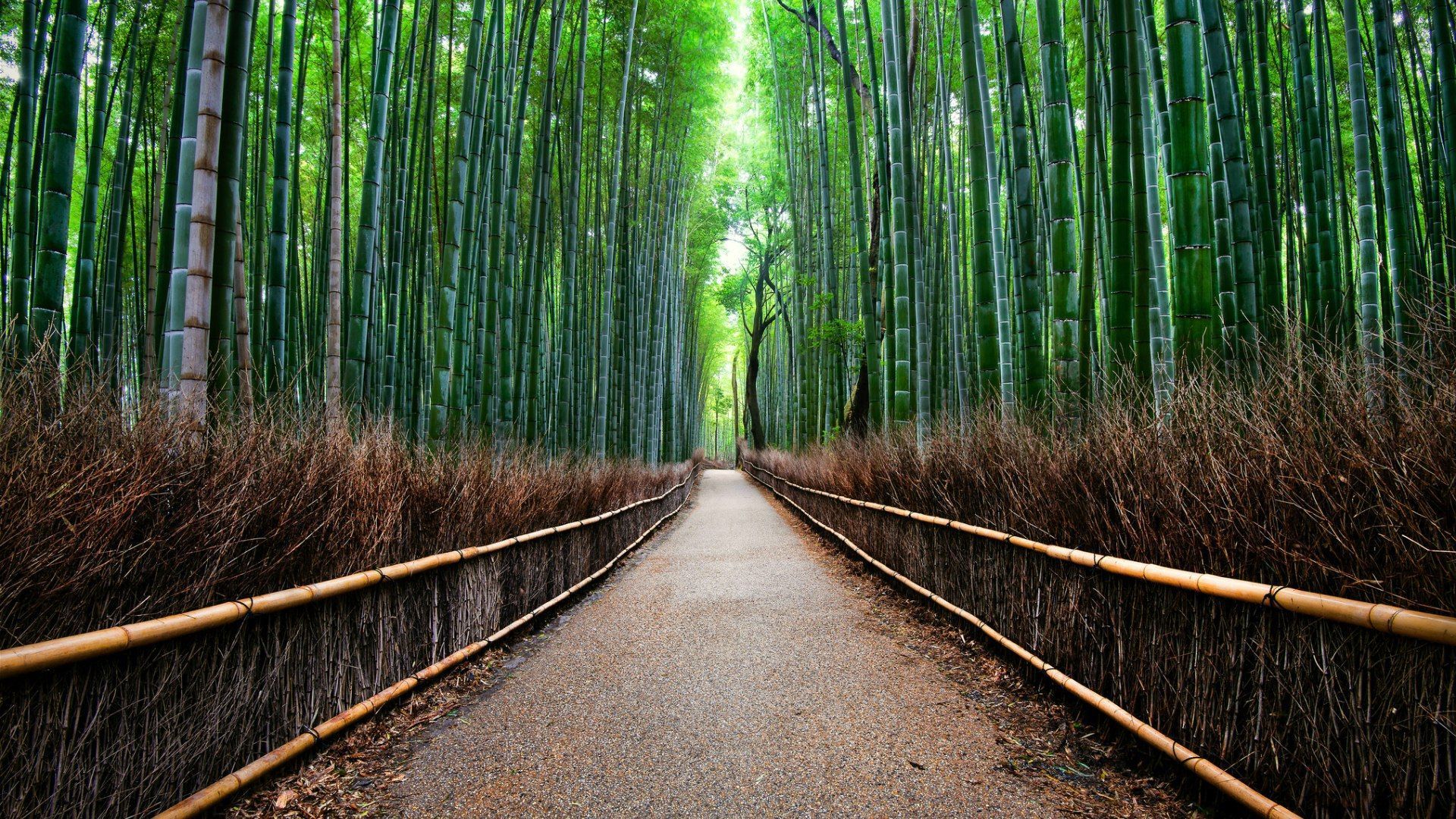 Arashiyama Wallpapers