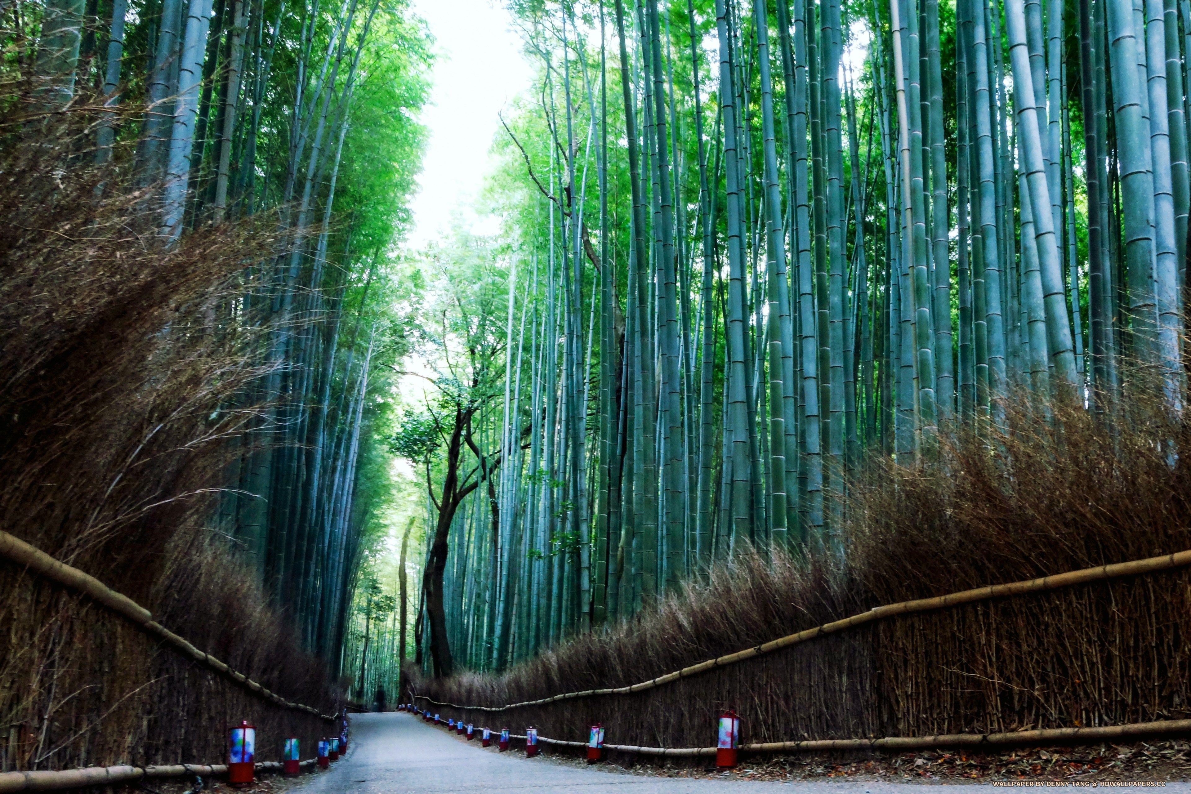 Arashiyama Wallpapers