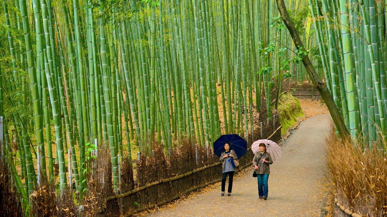 Arashiyama Wallpapers