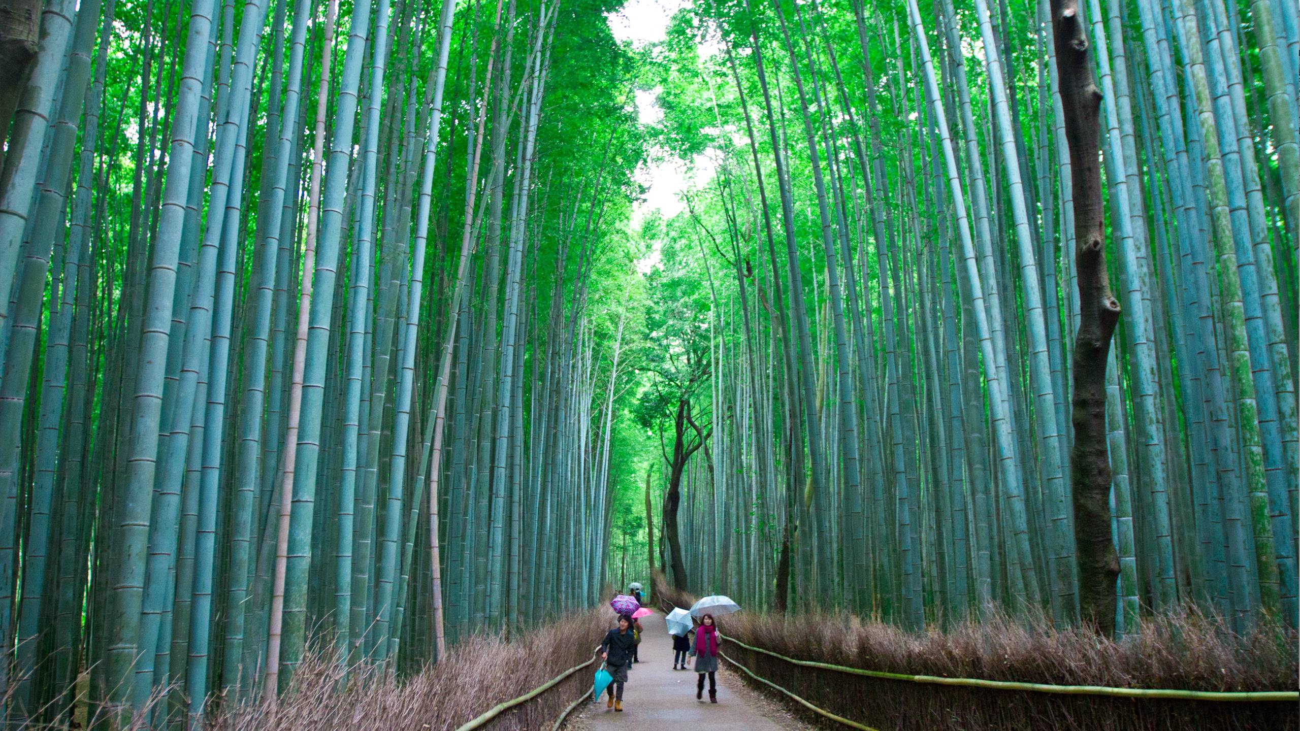 Arashiyama Wallpapers