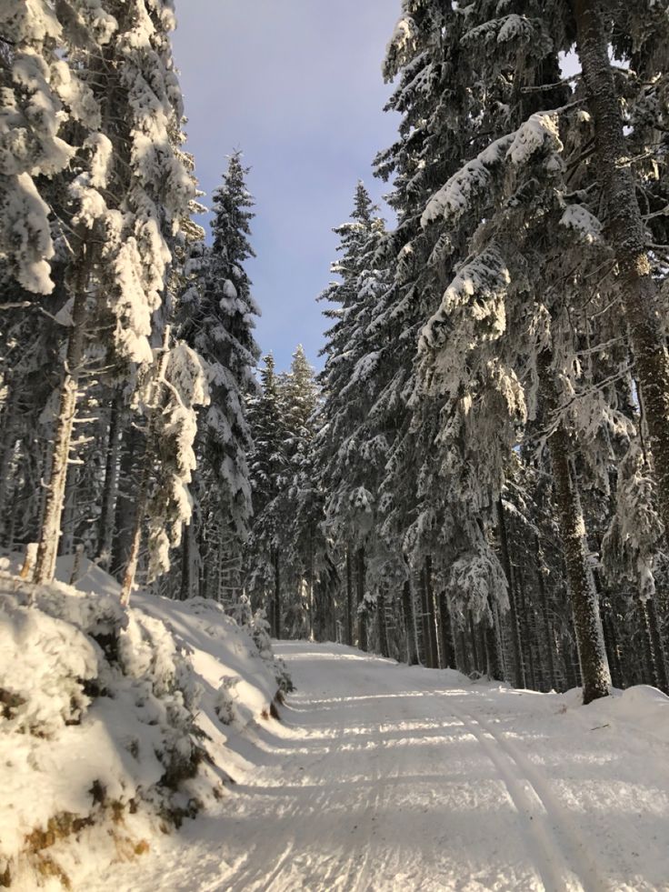 Austria Snow Forest Tree Road Wallpapers