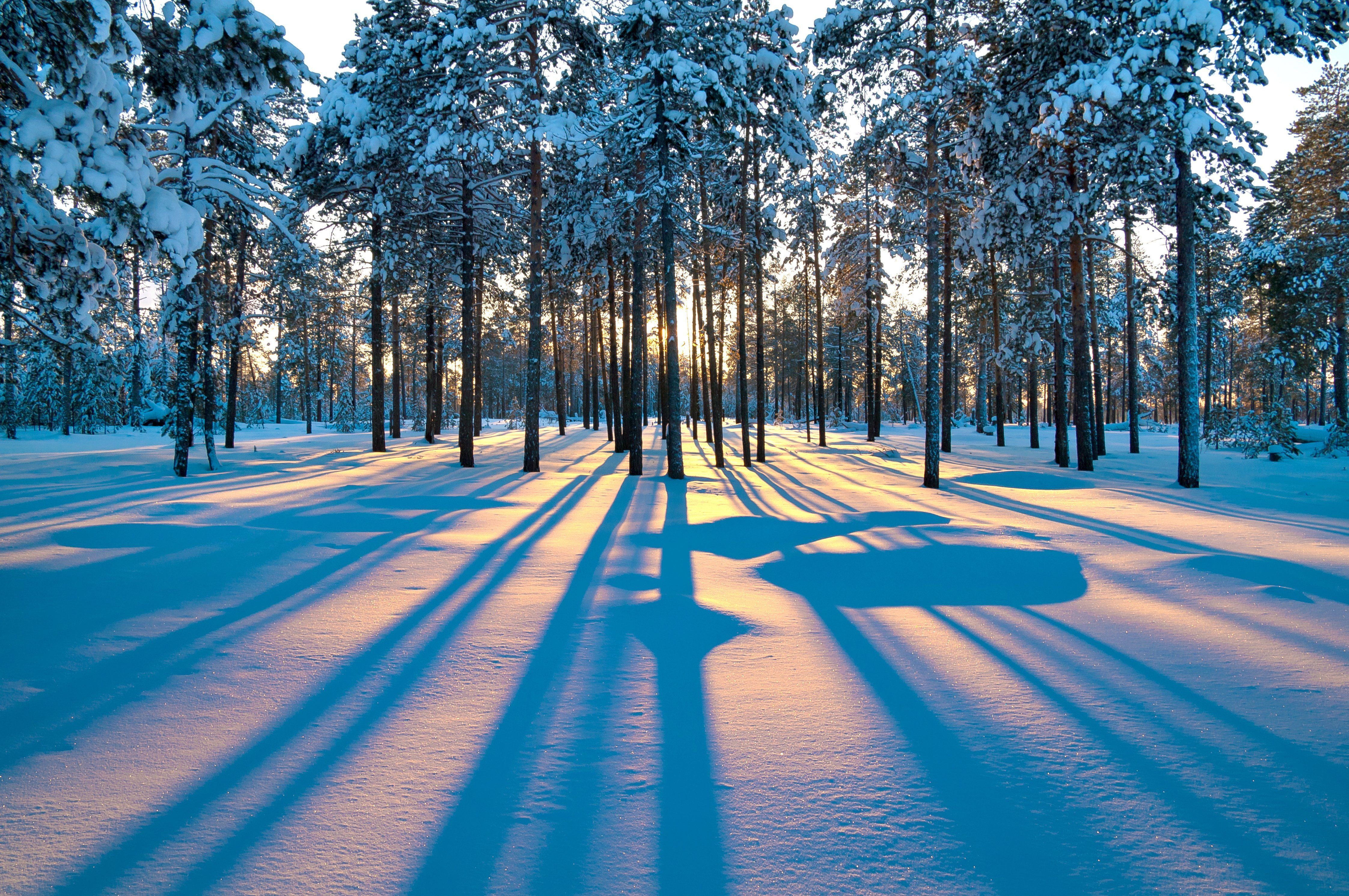 Austria Snow Forest Tree Road Wallpapers