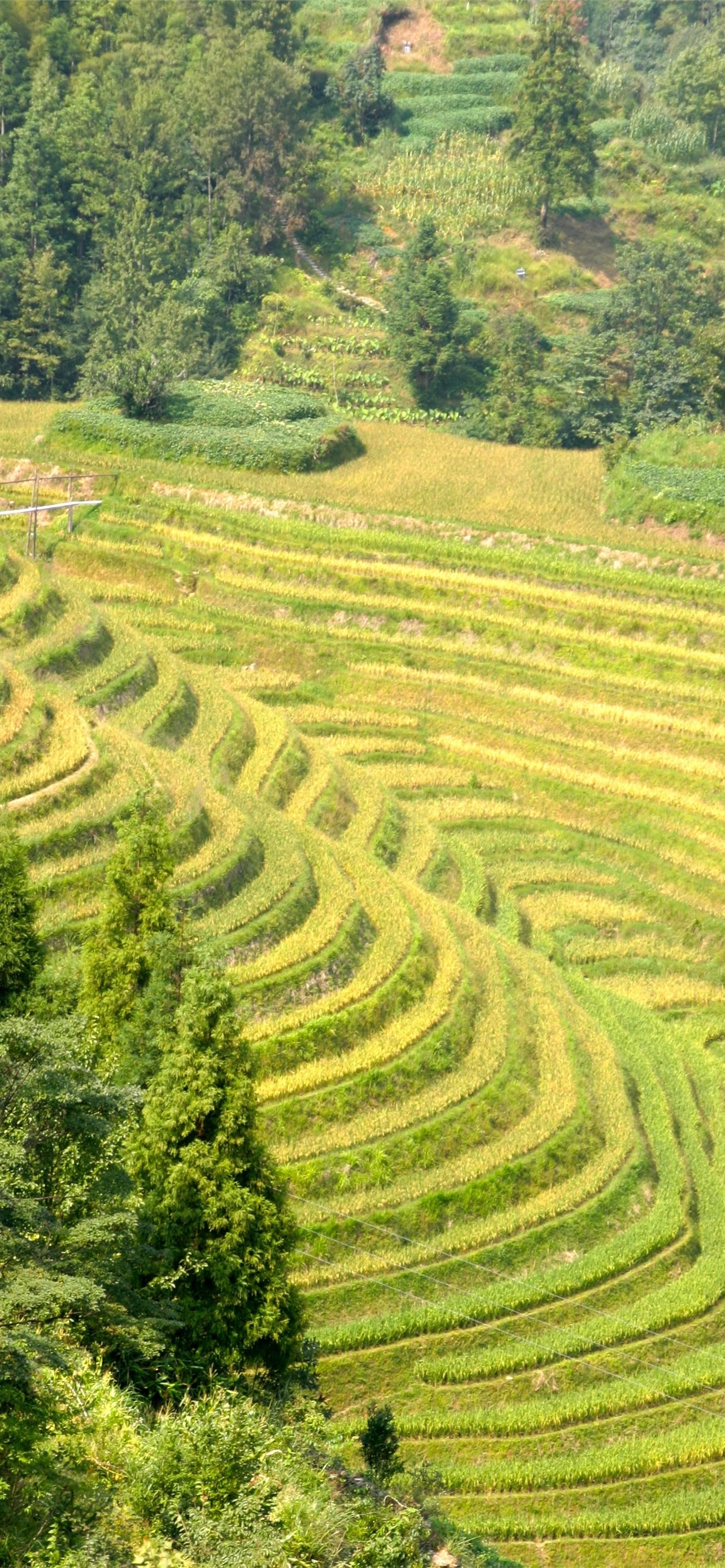 Banaue Wallpapers