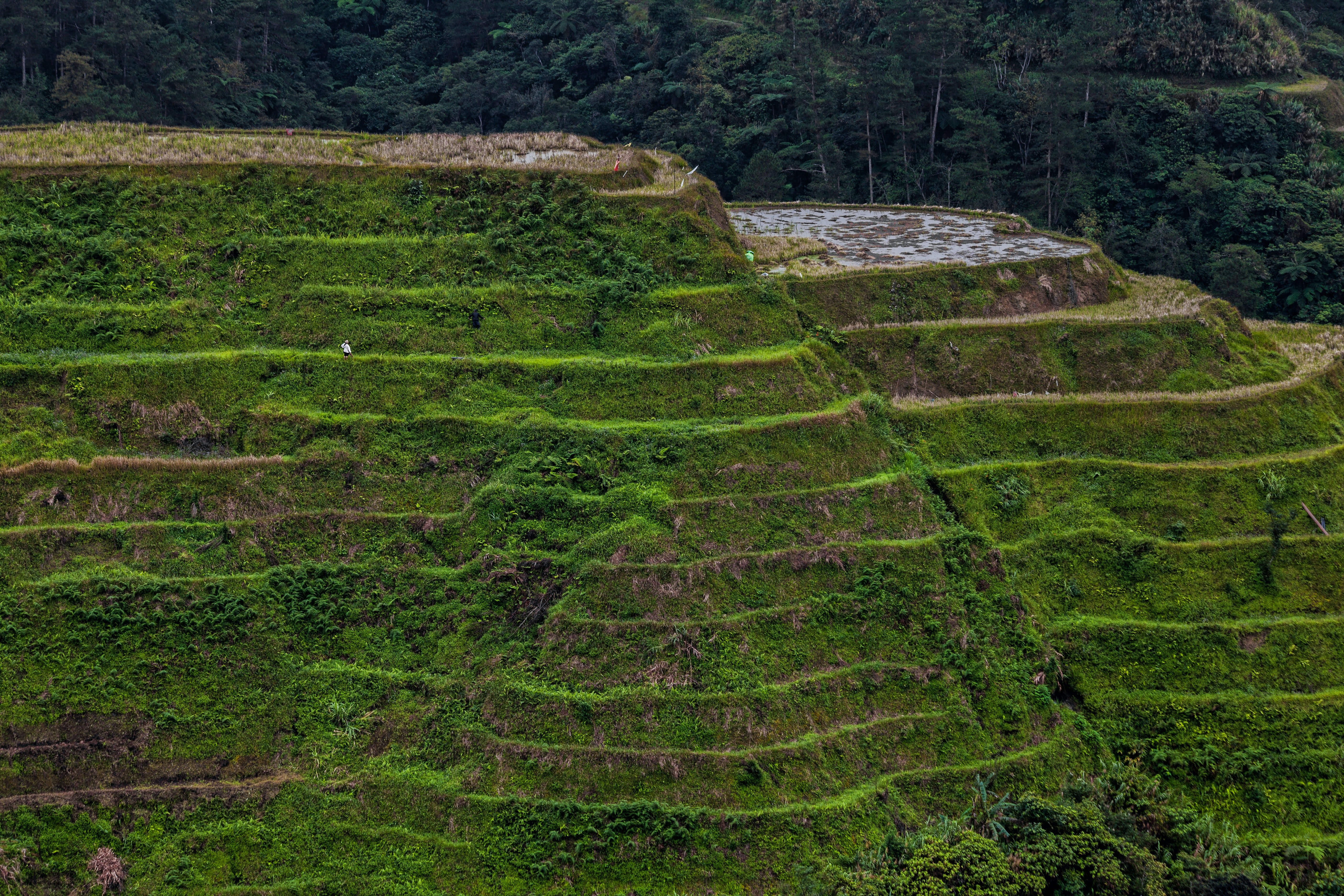 Banaue Wallpapers