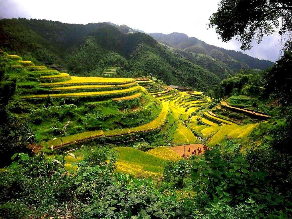 Banaue Wallpapers