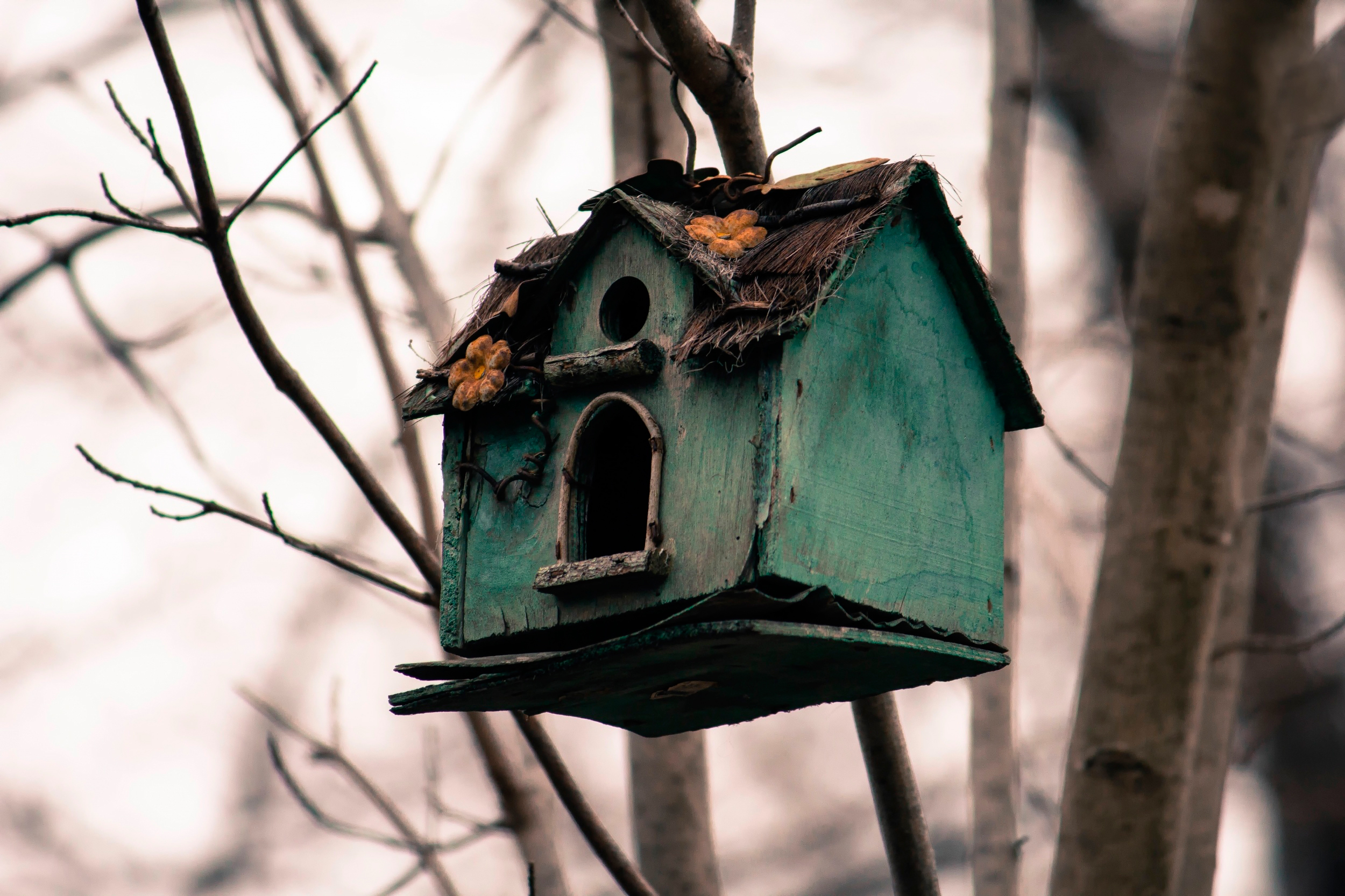 Bird House Wallpapers