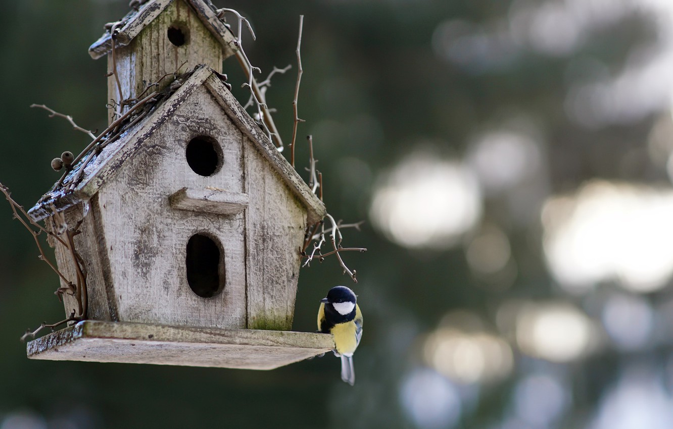 Bird House Wallpapers