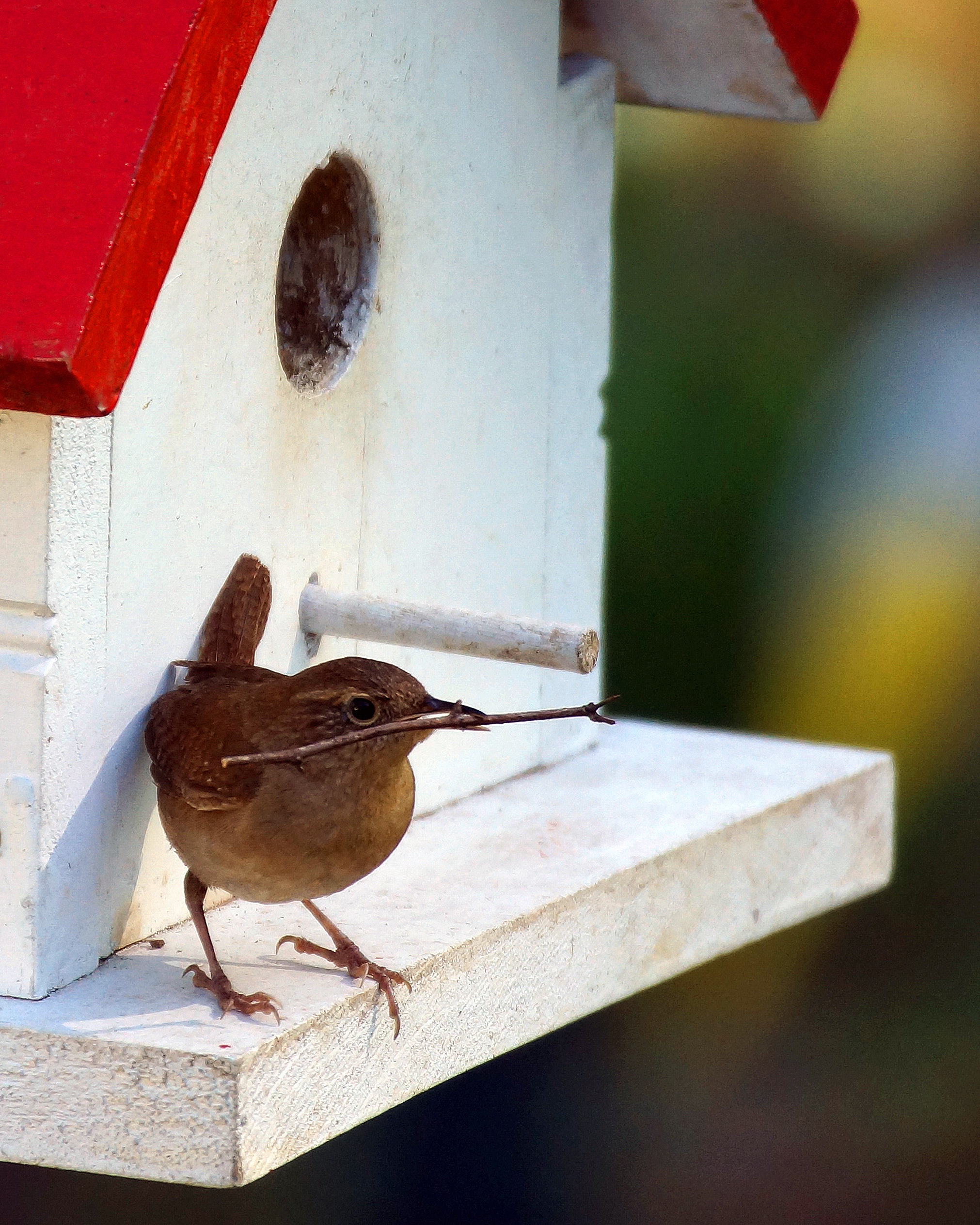 Bird House Wallpapers