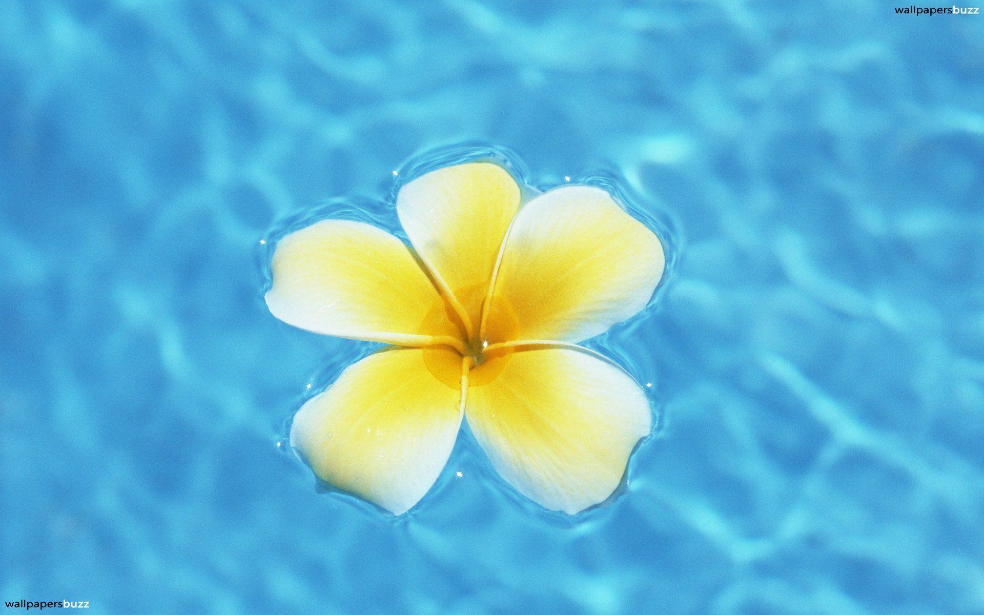 Hawaiian Wallpapers