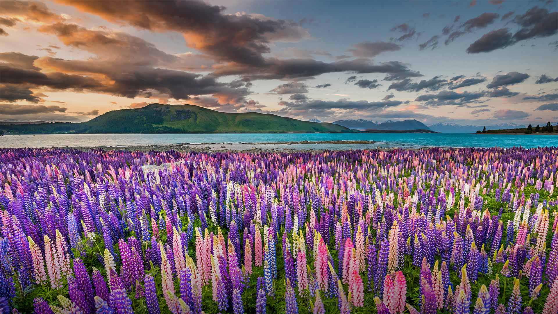 Lake Tekapo New Zealand Wallpapers