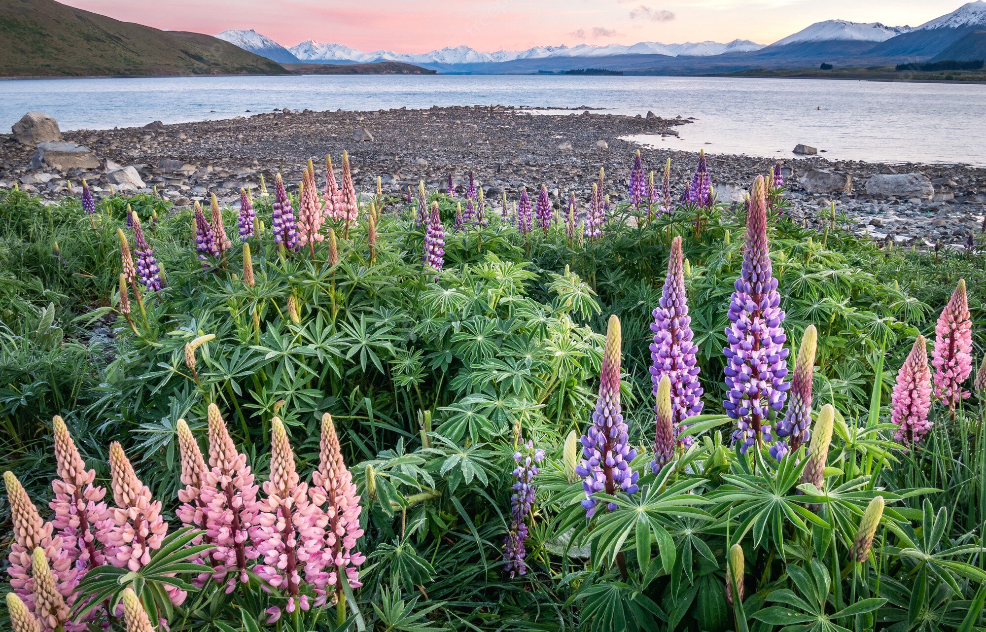 Lake Tekapo New Zealand Wallpapers