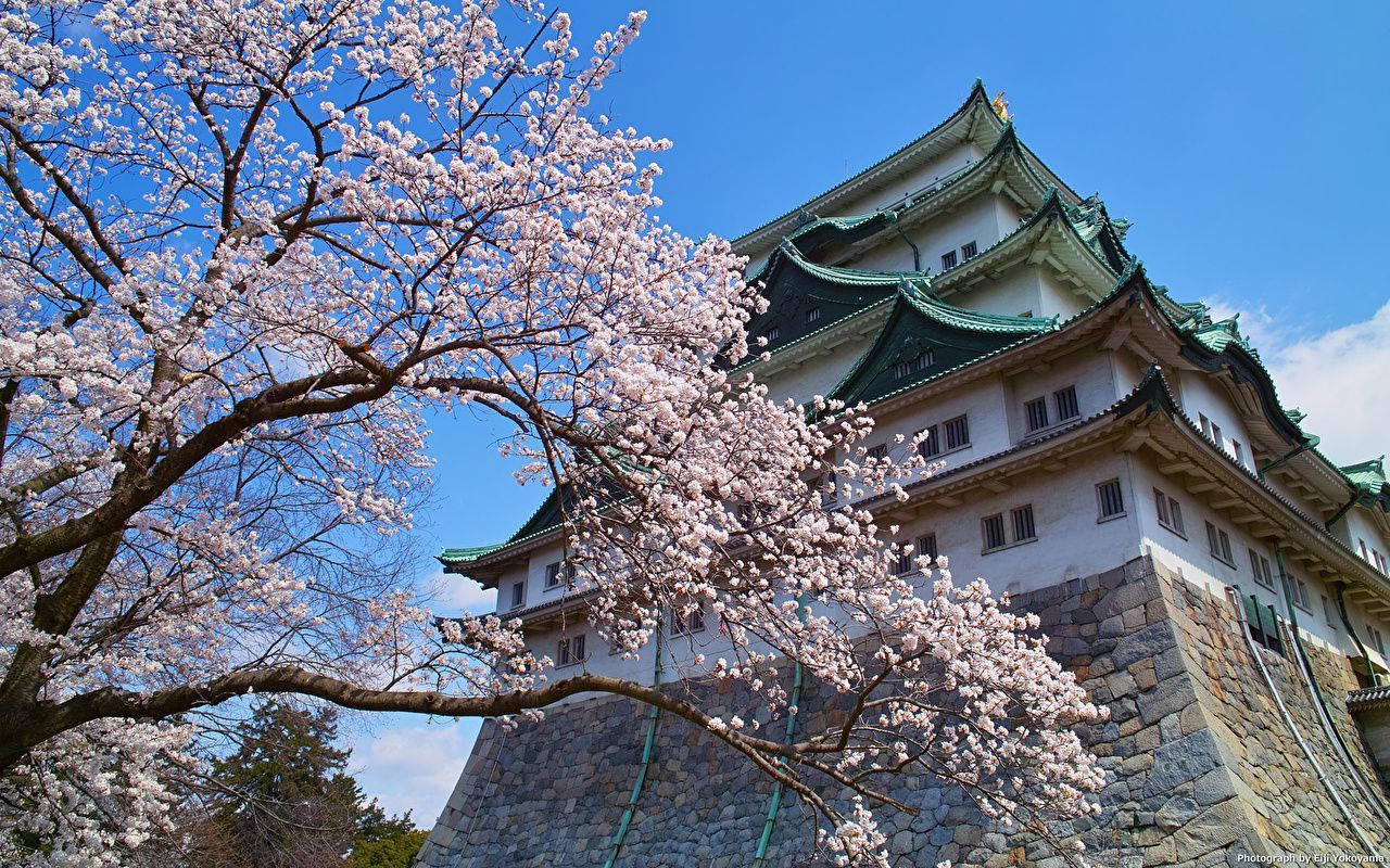 Nagoya Castle Wallpapers