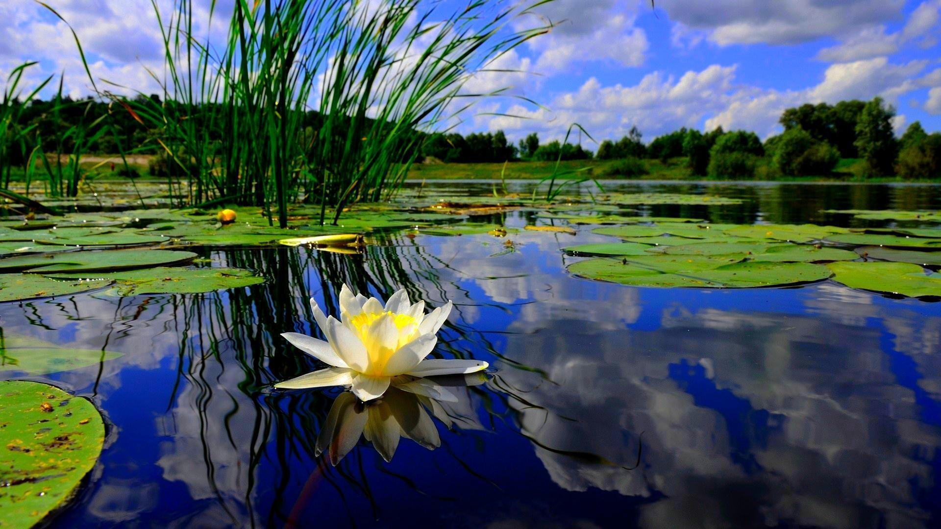 Pond Wallpapers