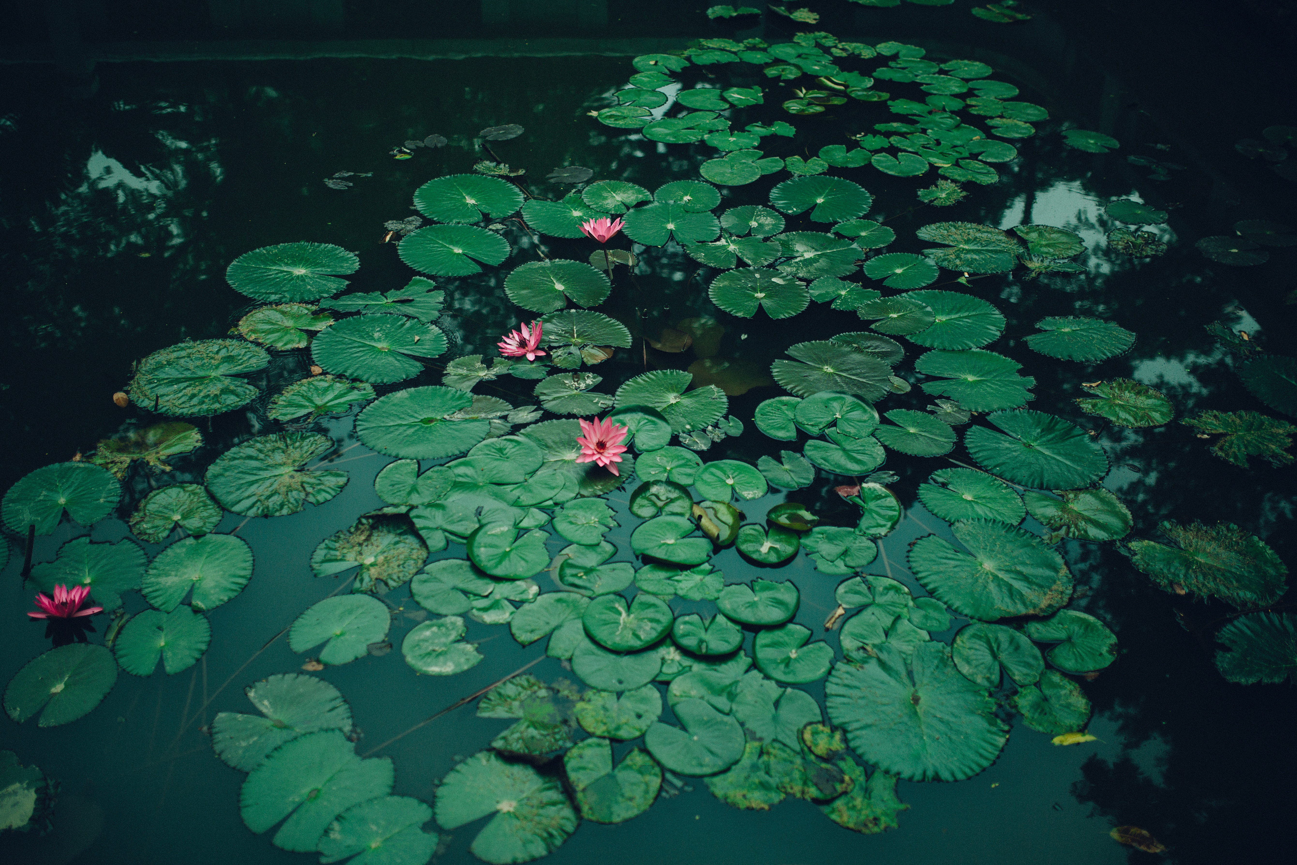 Pond Wallpapers