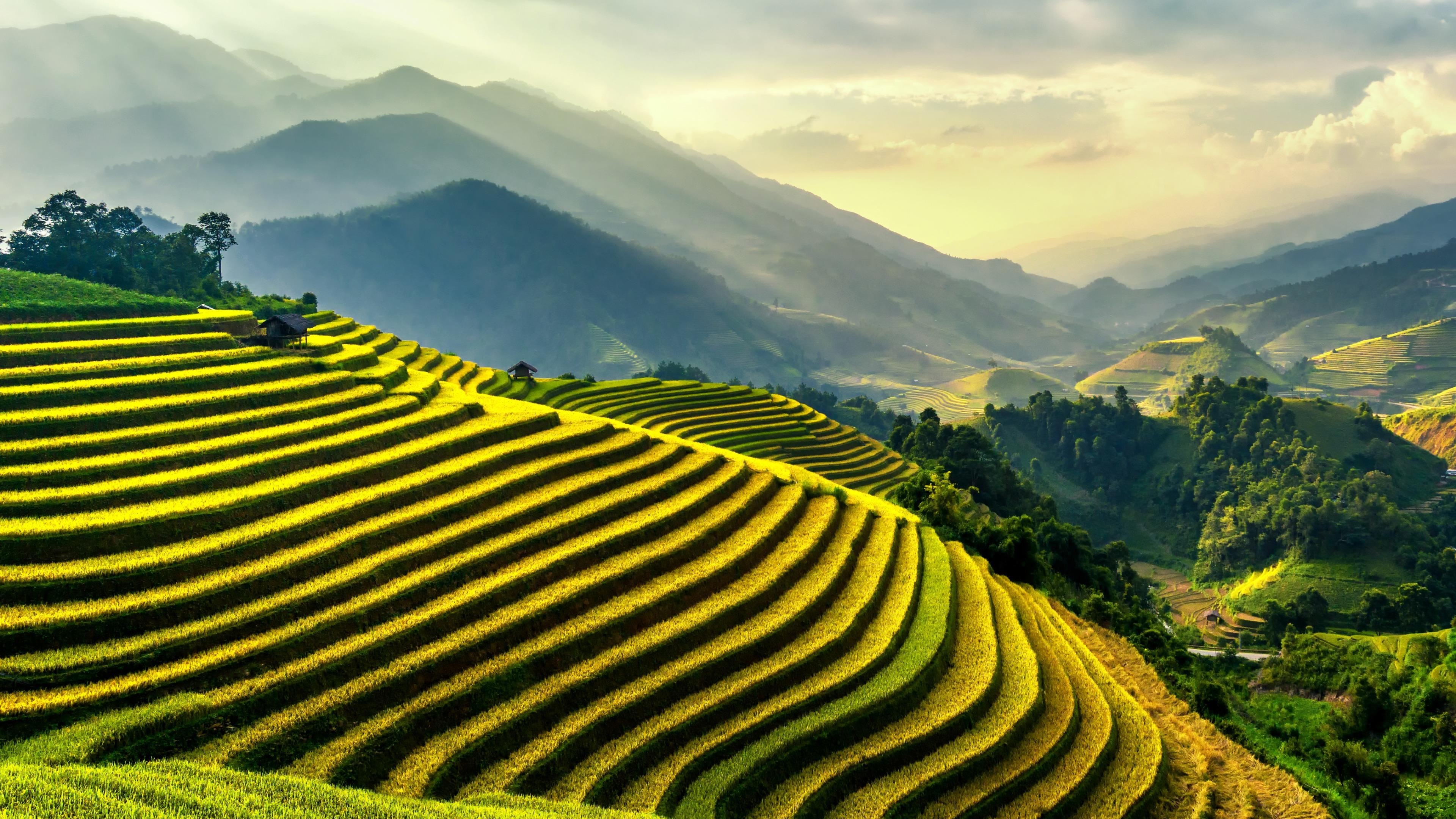 Rice Terrace Wallpapers